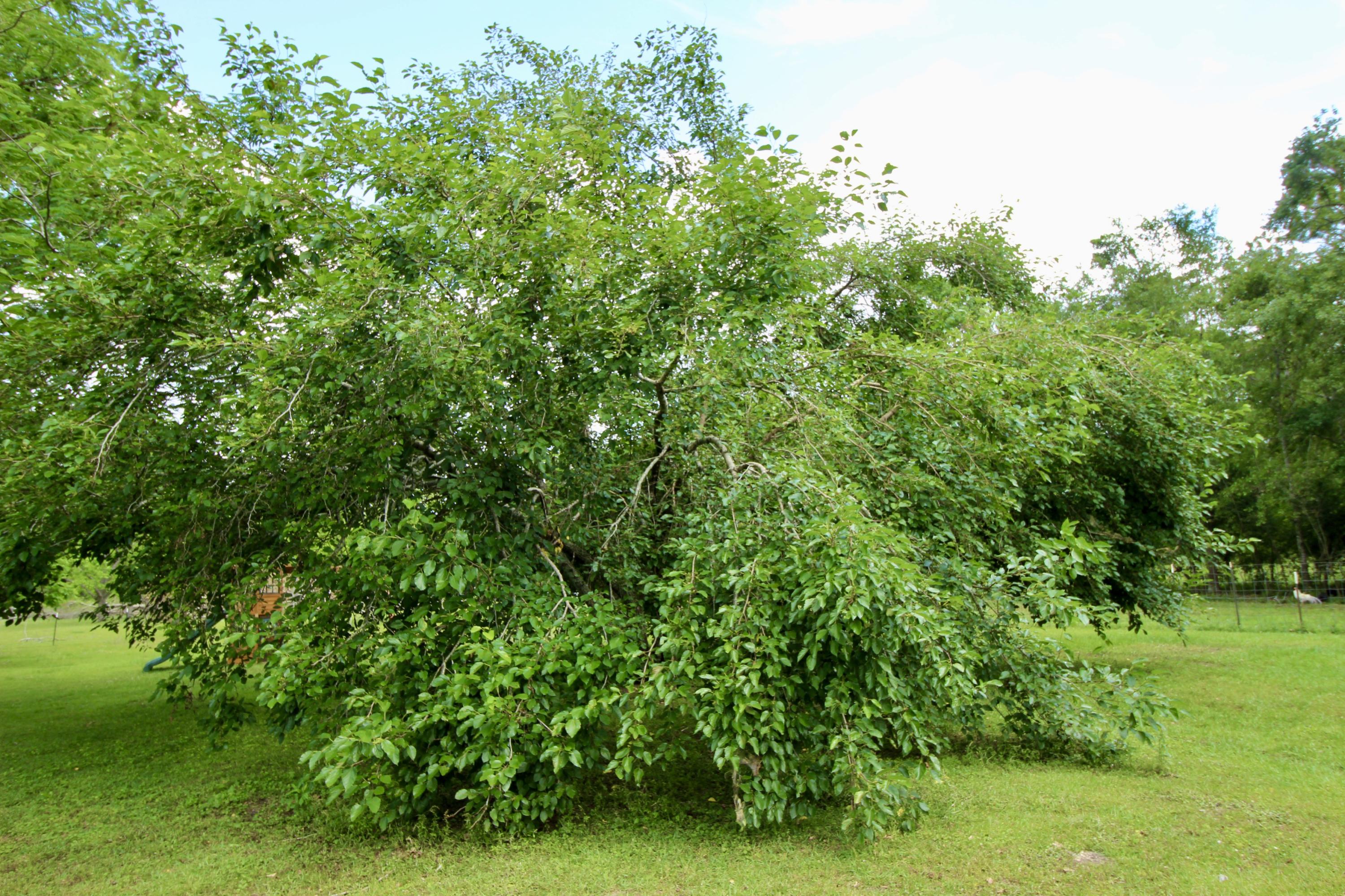 MEETS & BOUNDS - Residential