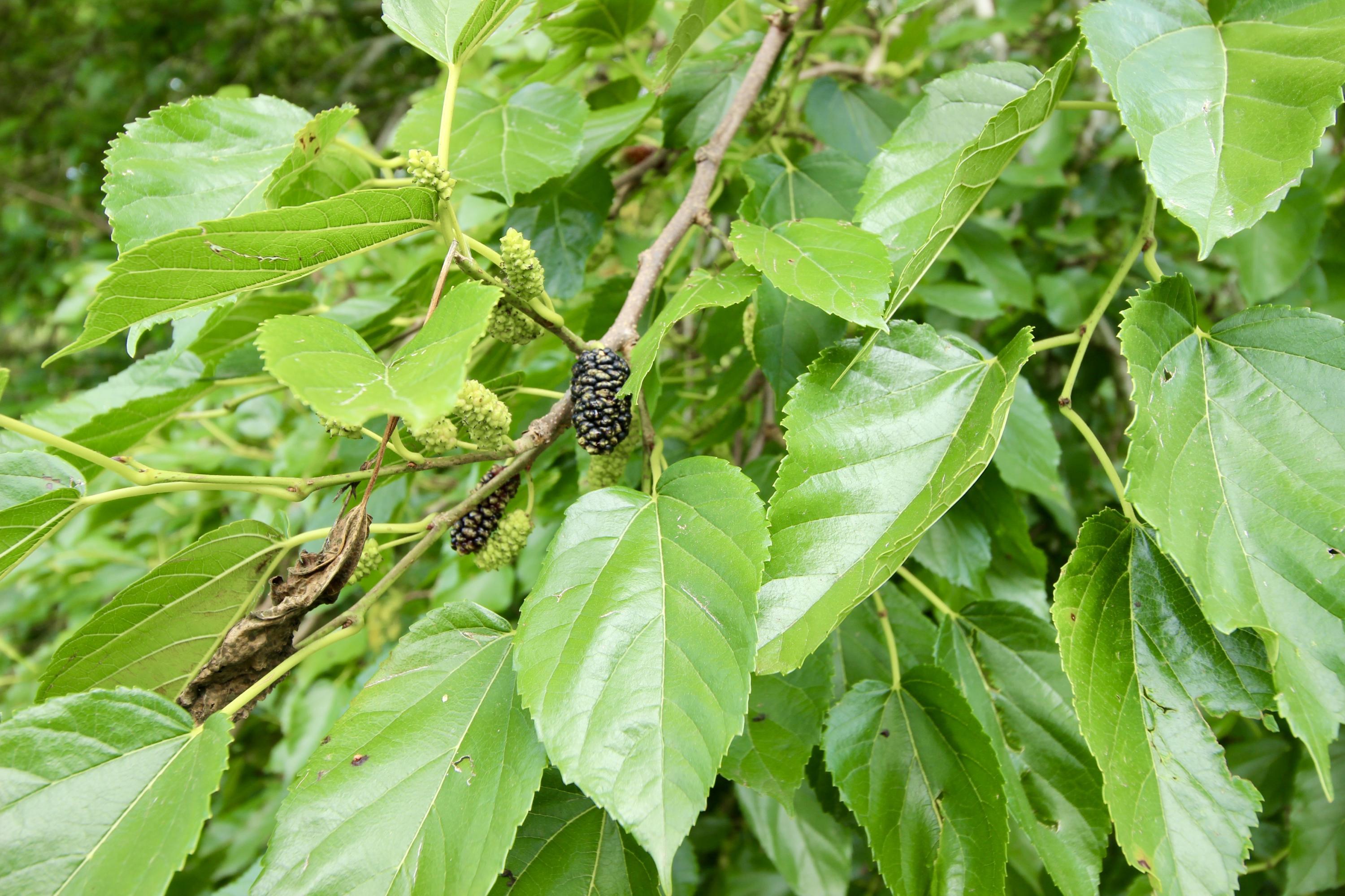 MEETS & BOUNDS - Residential