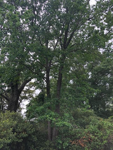 WOODLAND HEIGHTS UNIT 3 - Residential