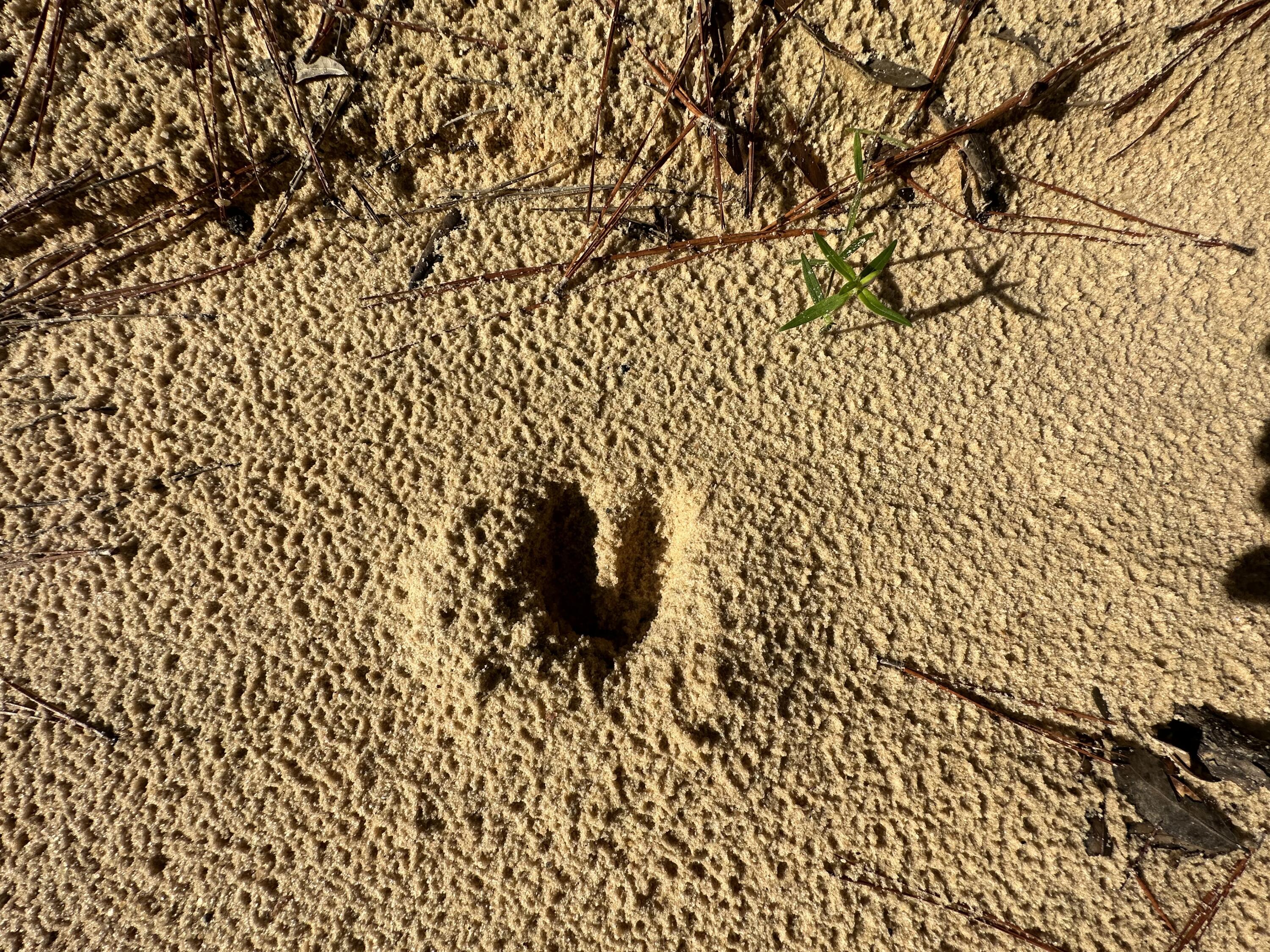 Metes And Bounds - Farm