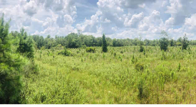 Beautiful (approx) 38 acres in North Holmes County, Florida. This property has planted pines and also has access from Gillman Road and Spears Road. Perfect for your dreamhouse and/or hunting. The property has a survey and also can be split for 20 acres and/or 18 acres. Pictures and information will be up this week.