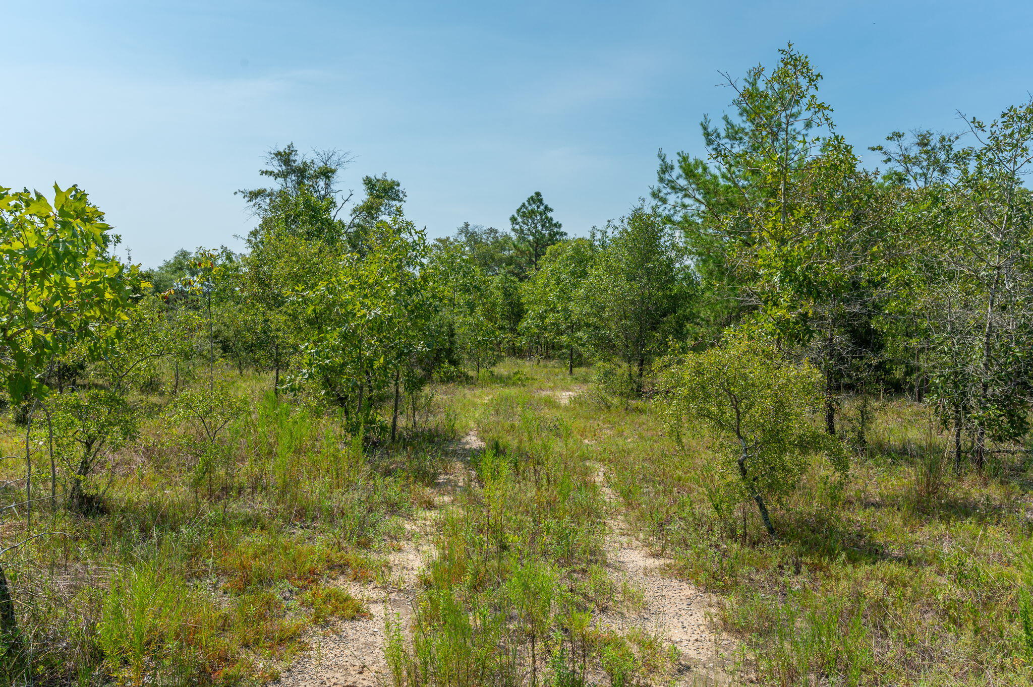 McCaskill S/D - Land