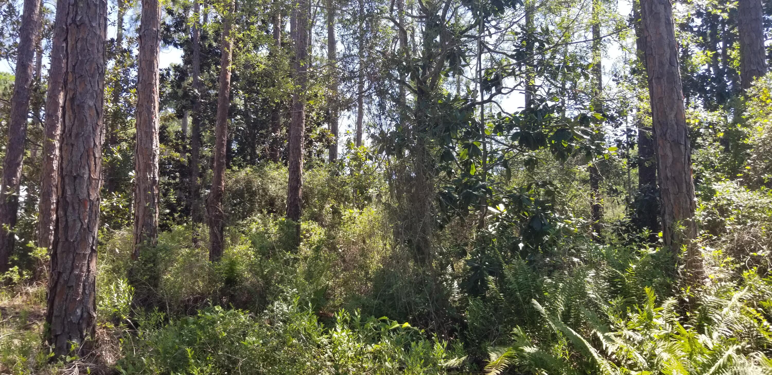 SANTA ROSA PLANTATION - Land