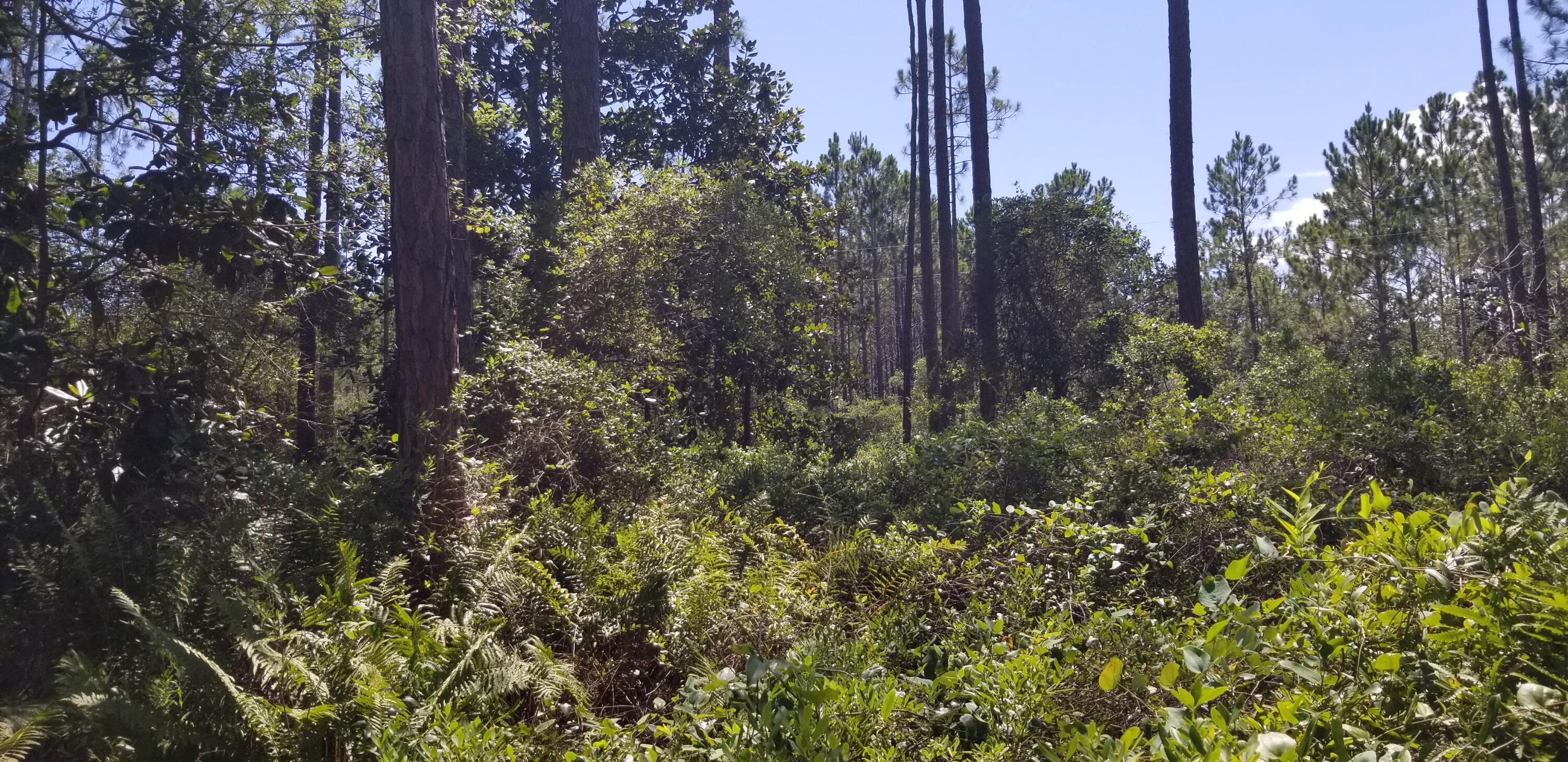 SANTA ROSA PLANTATION - Land