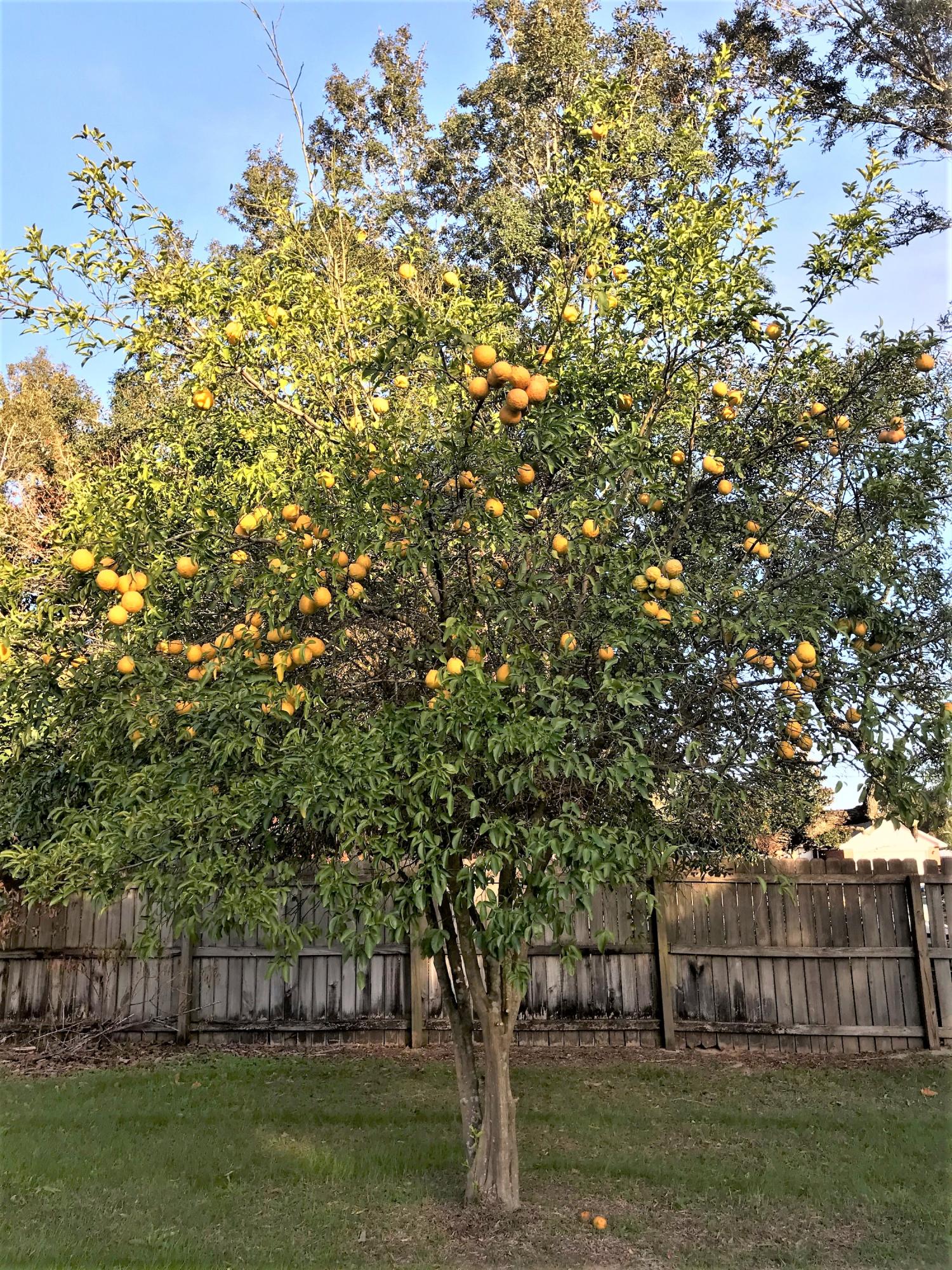 COUNTRY BREEZE ESTATES - Residential