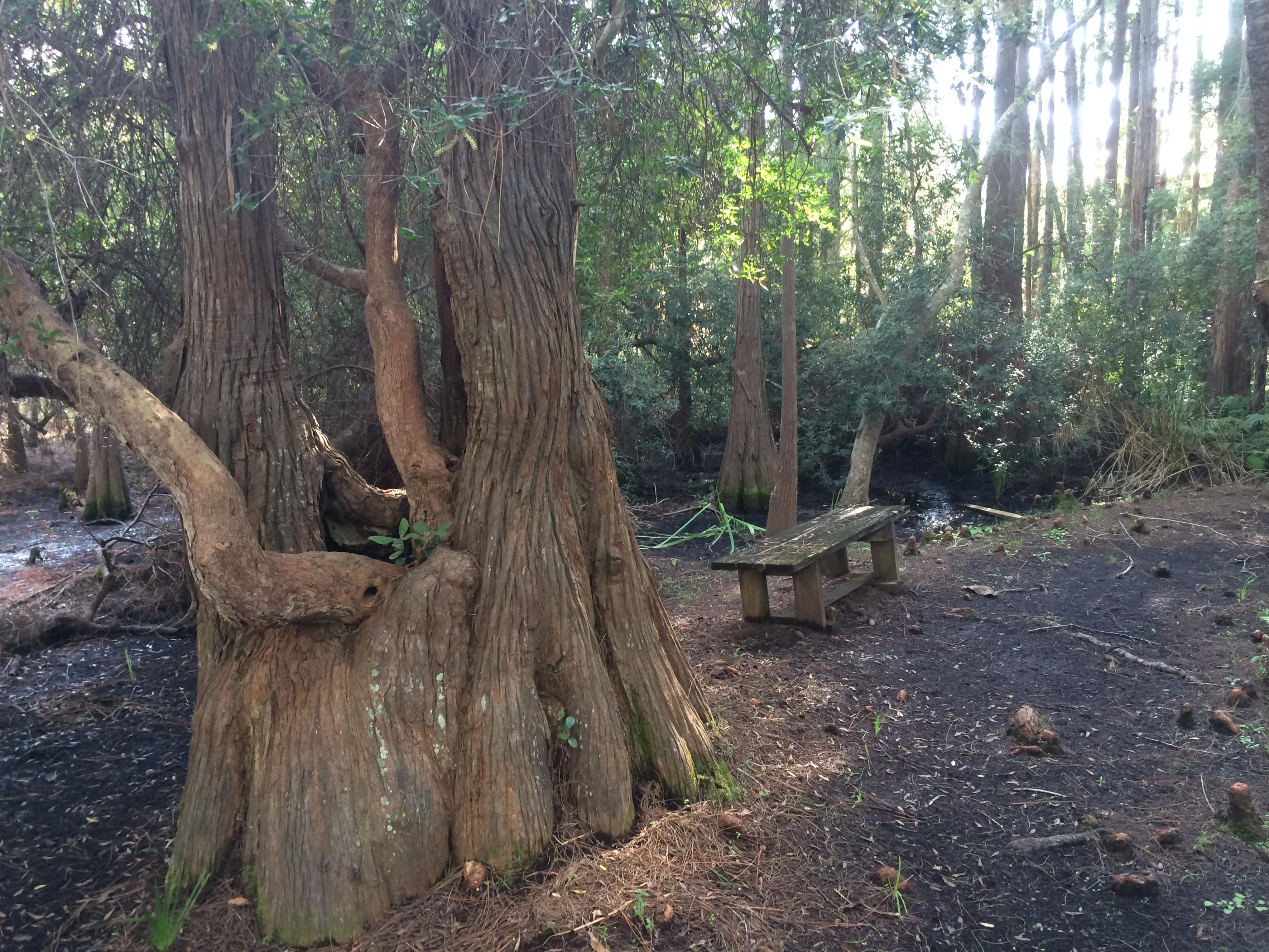 CASSINE GARDENS T/H PH 3 - Residential