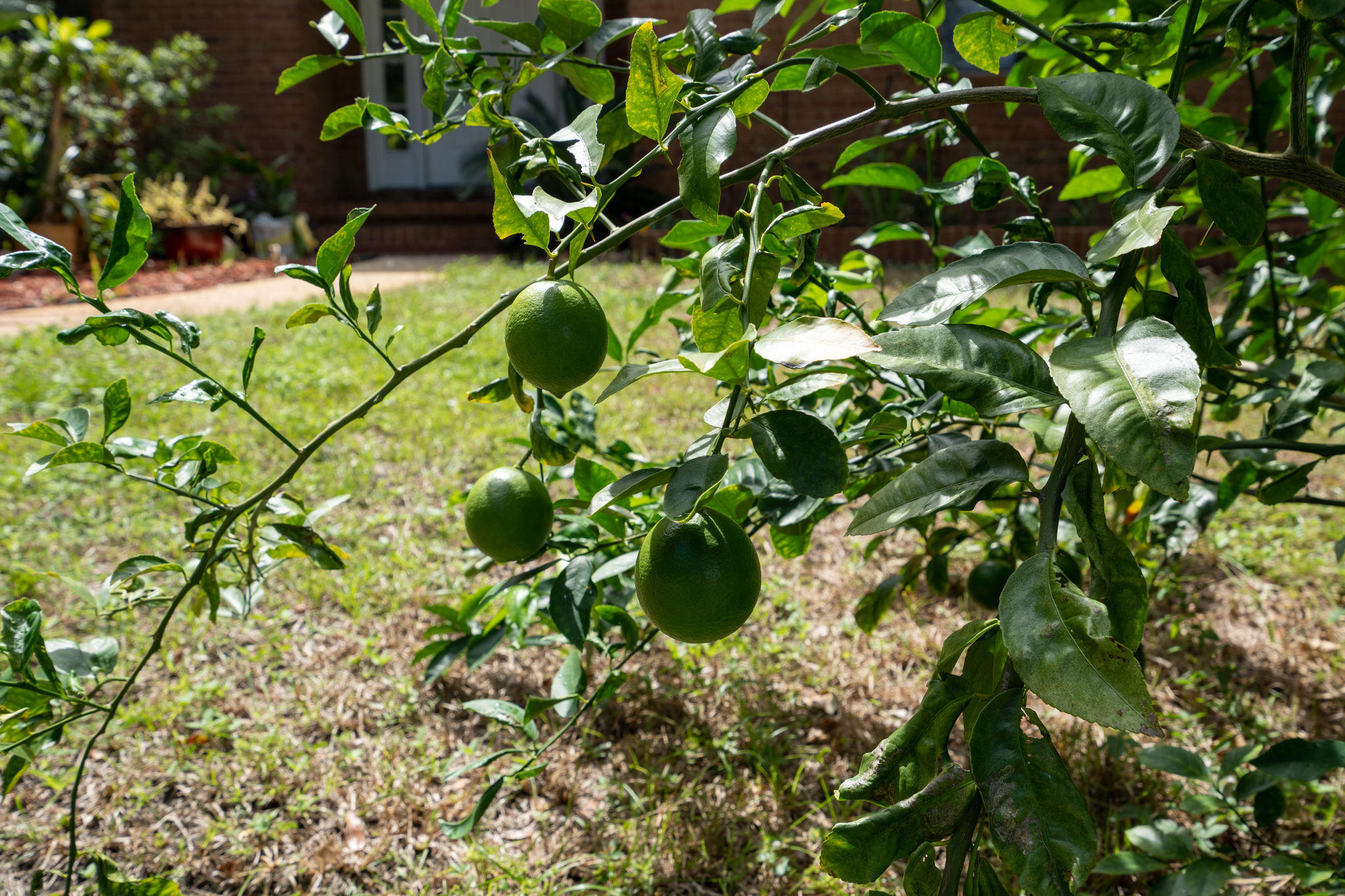 LAKE SHARON ESTATES - Residential