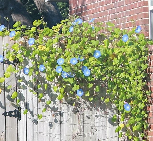 SUNDIAL ESTATES PH 2 - Residential