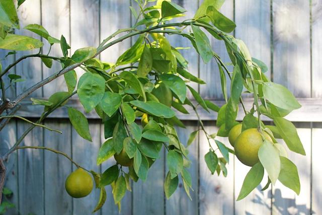 SUNDIAL ESTATES PH 2 - Residential