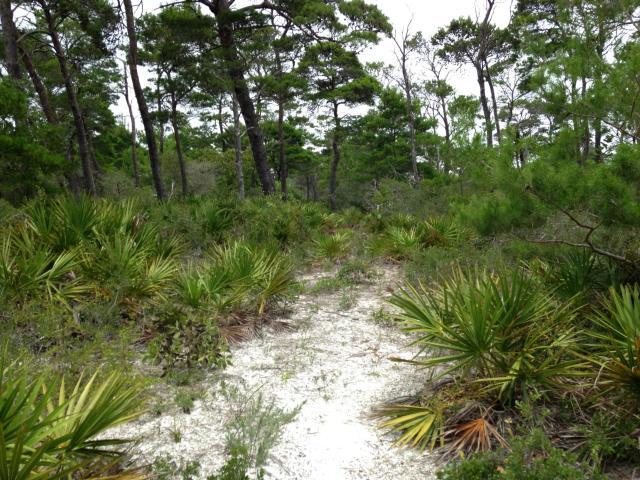 Topsail Preserve - Land