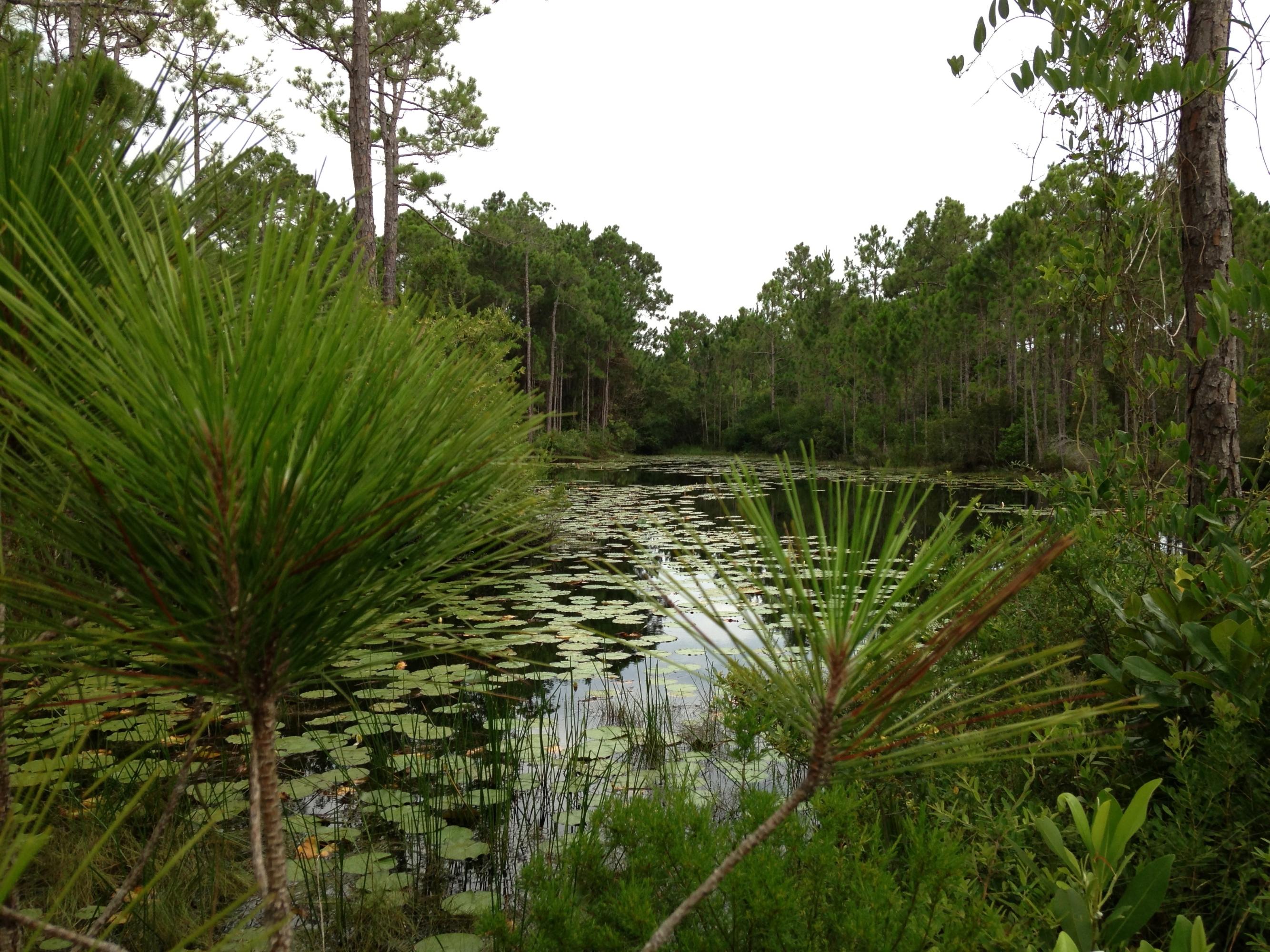 Topsail Preserve - Land