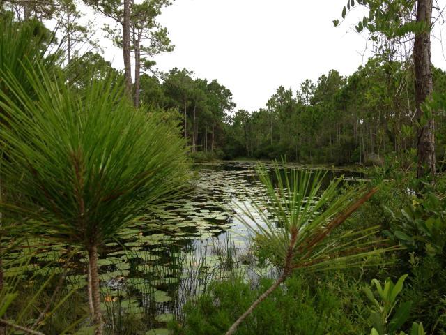 Topsail Preserve - Land