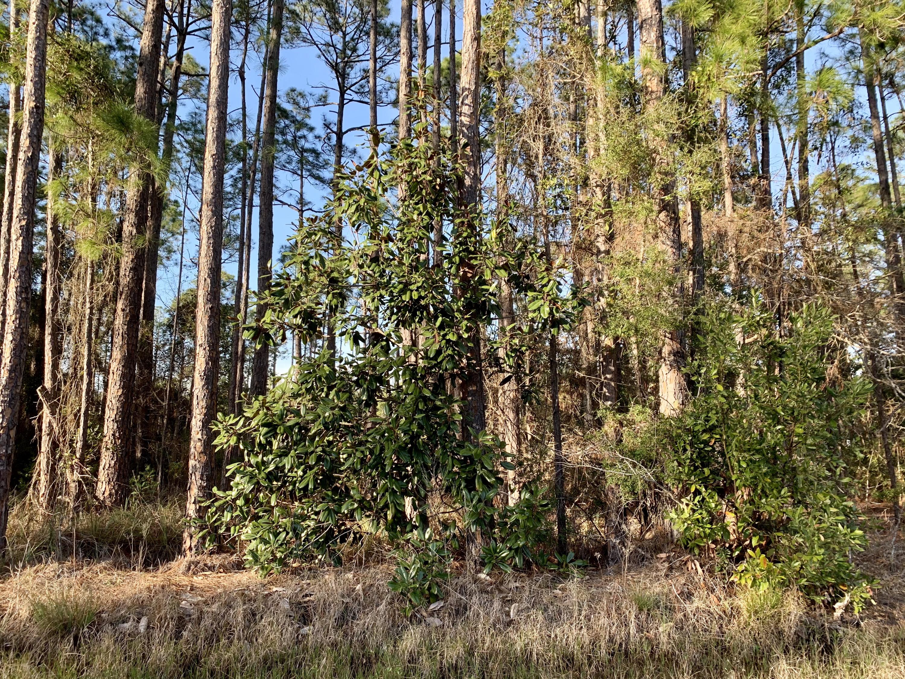 Beautiful large wooded lot, close to both the beach and the bay. Just minutes to Ed Walline Beach Access, Gulf Place shopping, dining and all 30A has to offer. Build your dream home here with no HOA. Inventory in Santa Rosa Beach is decreasing by the day. Don't miss this great opportunity!