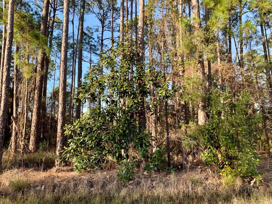 Beautiful large wooded lot, close to both the beach and the bay.  Just minutes to Ed Walline Beach Access, Gulf Place shopping, dining and all 30A has to offer. Build your dream home here with no HOA. Inventory in Santa Rosa Beach is decreasing by the day.  Don't miss this great opportunity!