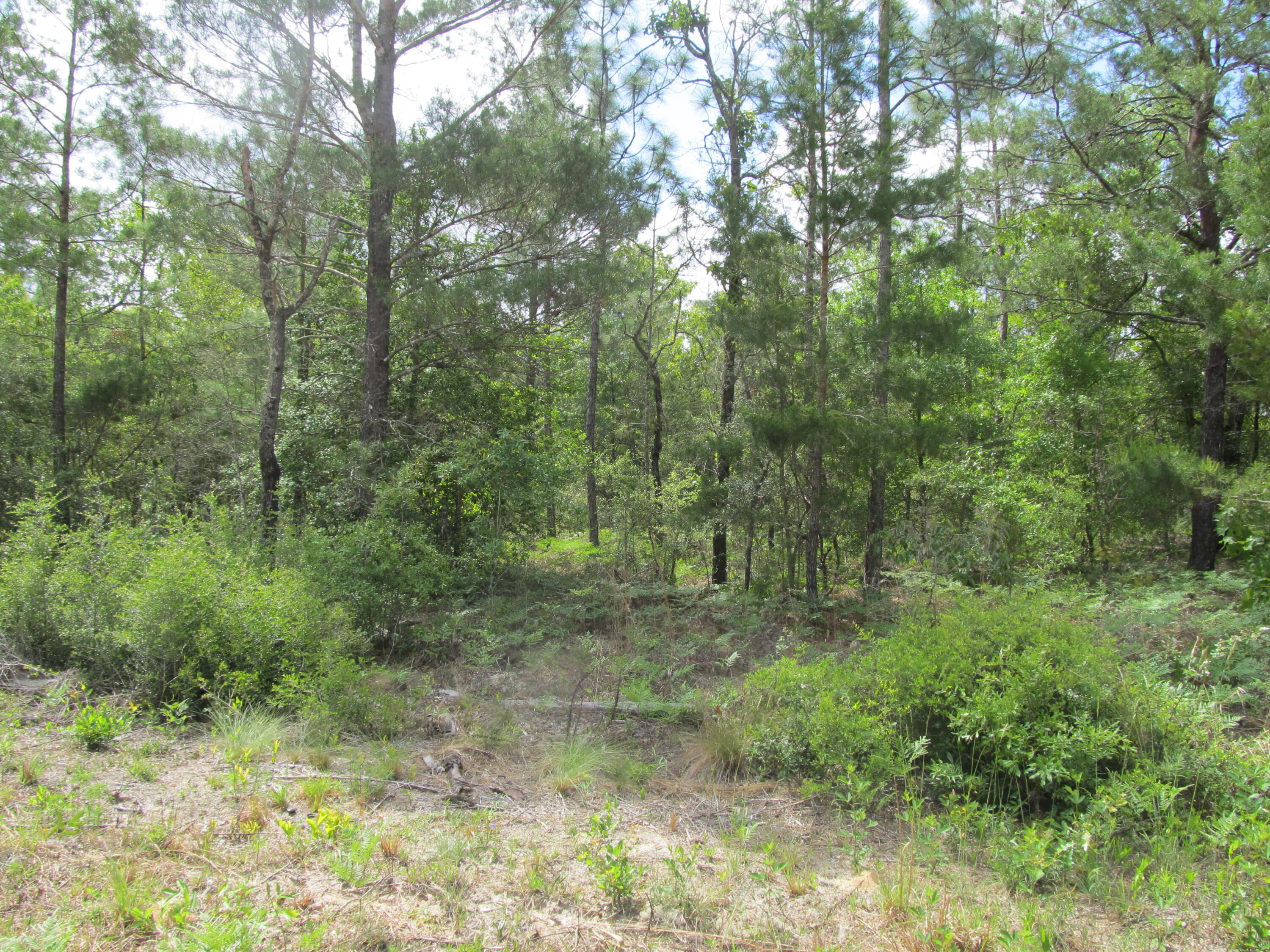 Great level lot in Mossy Head, FL. Electricity and water are available at road but tap fees are not paid. Property will require a septic. There is no survey on file. Manufactured homes are allowed.