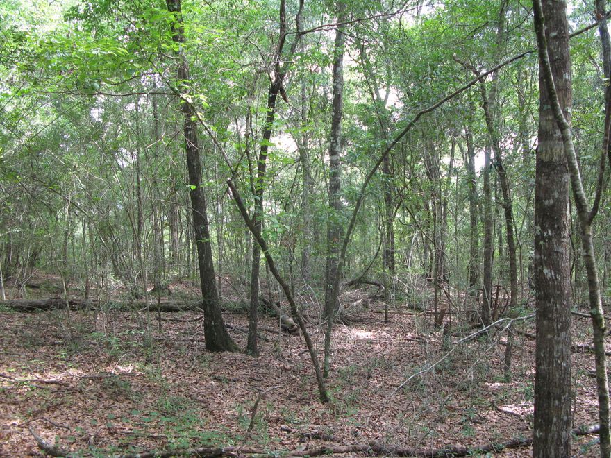 Level to slightly sloping land with nice pines and hardwoods.  Paved road with power along the road.  See attached pictures and documents.