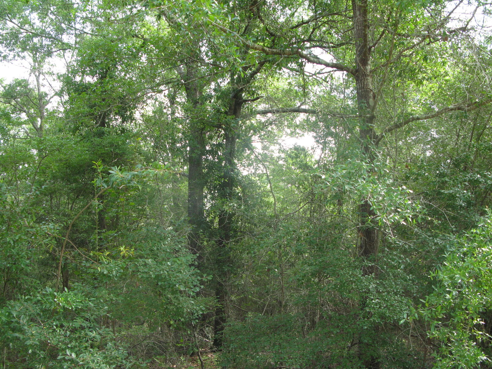 METES & BOUNDS - Farm