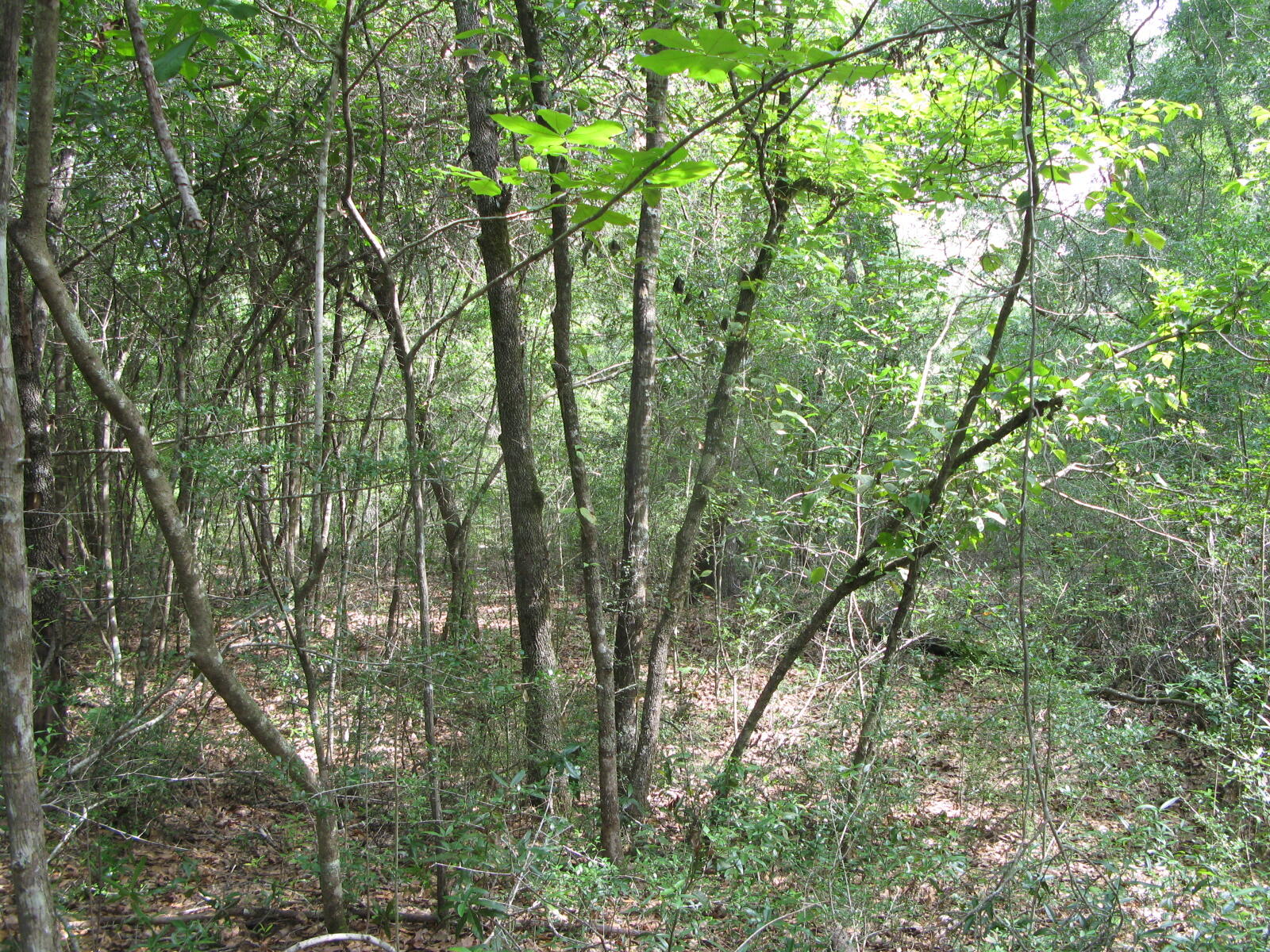 METES & BOUNDS - Farm