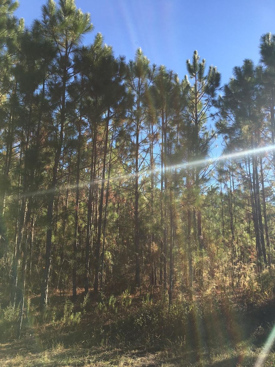 Location! NO HOA. Water and sewer tap fees paid! No build out time. Located on the quiet cul-de-sac street in Hidden Highlands, this lot is perfect for full time living or vacation home. Close to schools, shopping and restaurants in Miramar Beach, Sandestin, Gulf Place, Seaside and more. Just a short distance to the beach access at Stalworth and Tops'l State Park.
*Buyer to verify all dimensions*