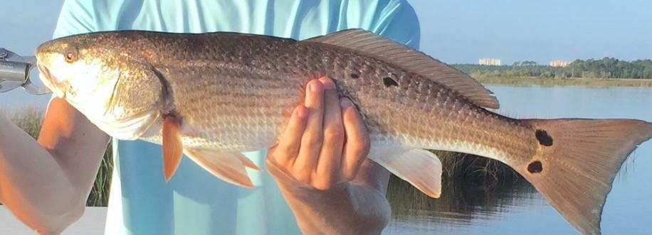 PIRATES BAY PH 1 - Residential