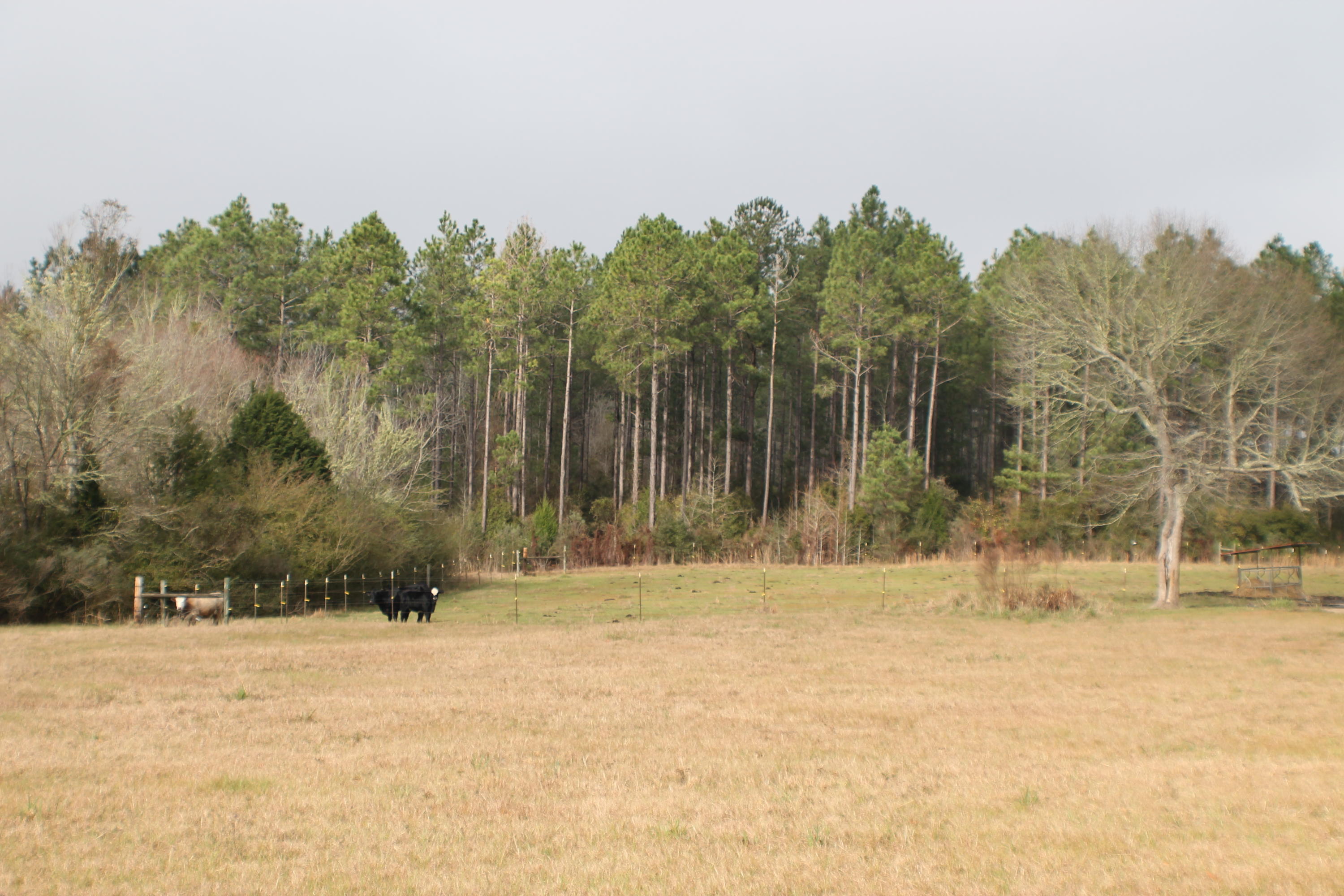 ESCAMBIA FARMS - Residential