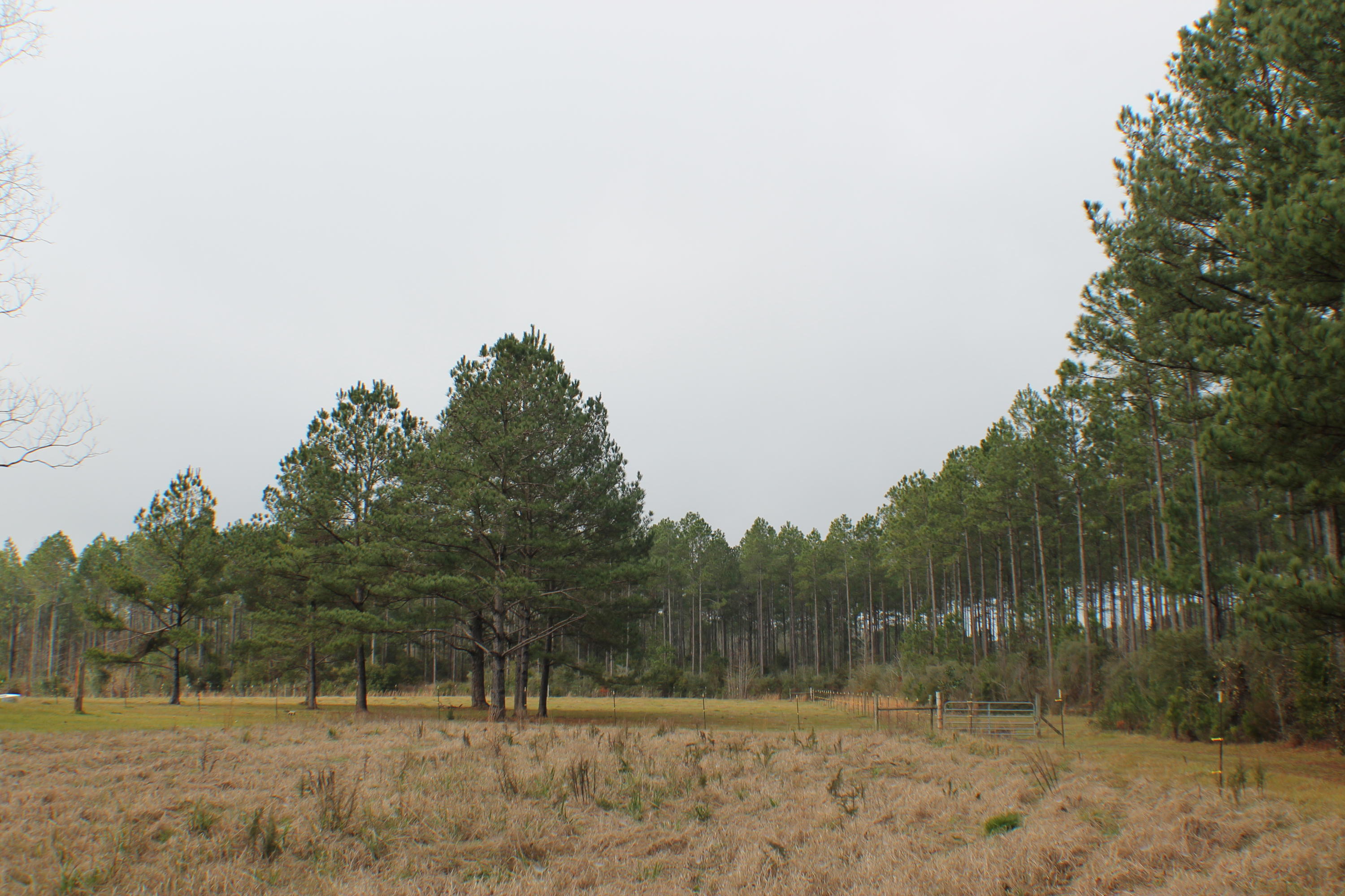 ESCAMBIA FARMS - Residential