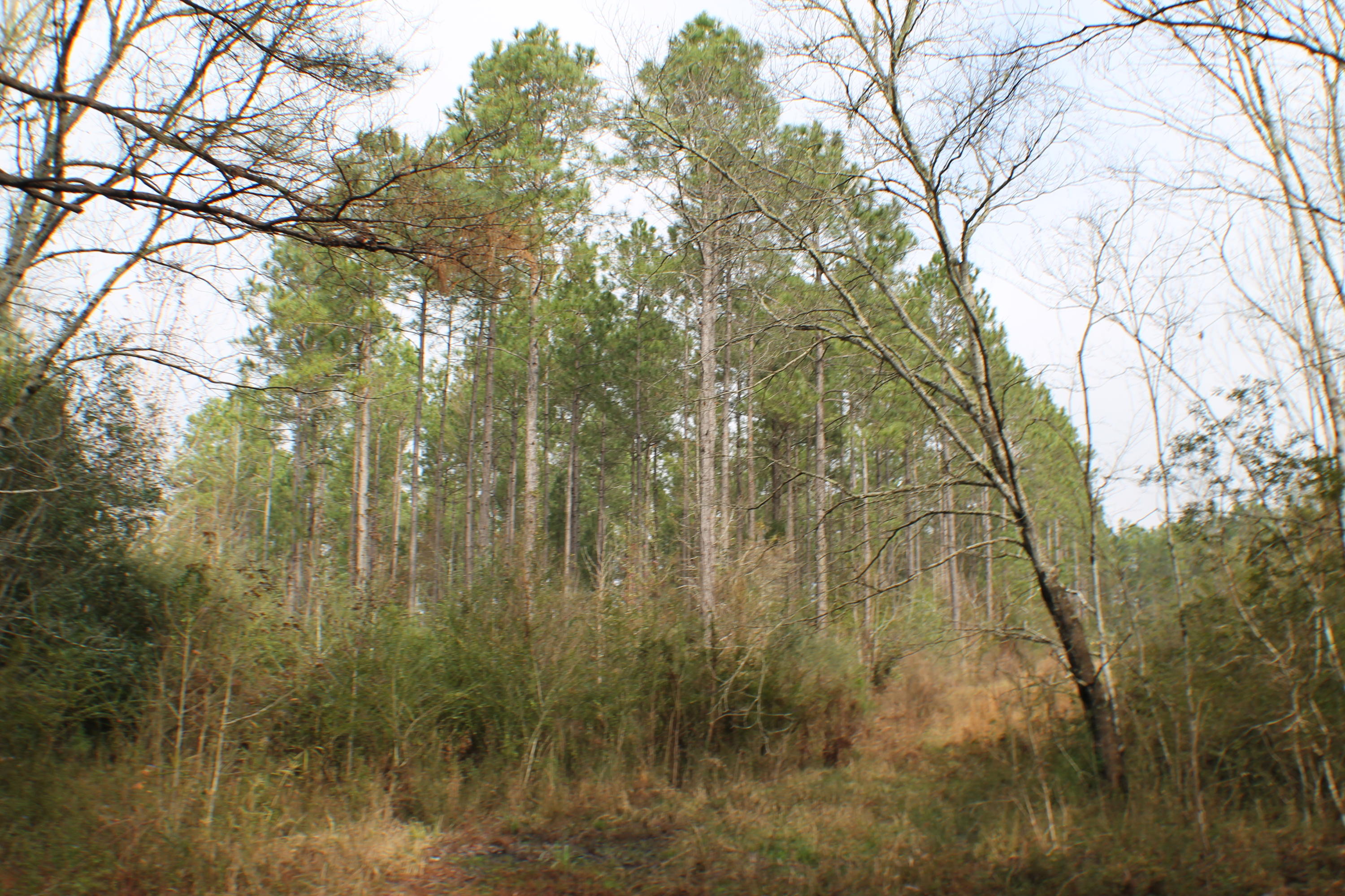 ESCAMBIA FARMS - Residential