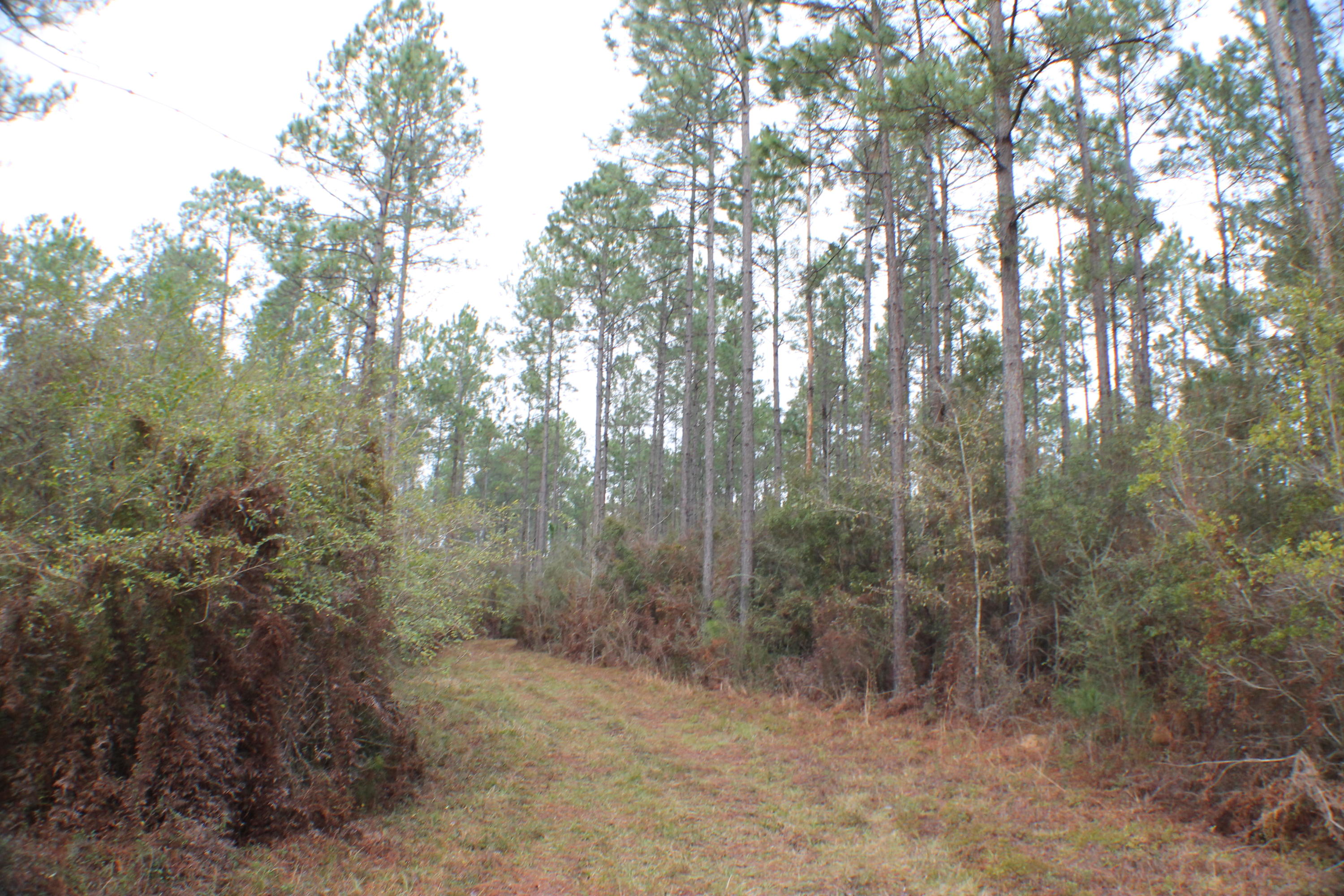 ESCAMBIA FARMS - Residential