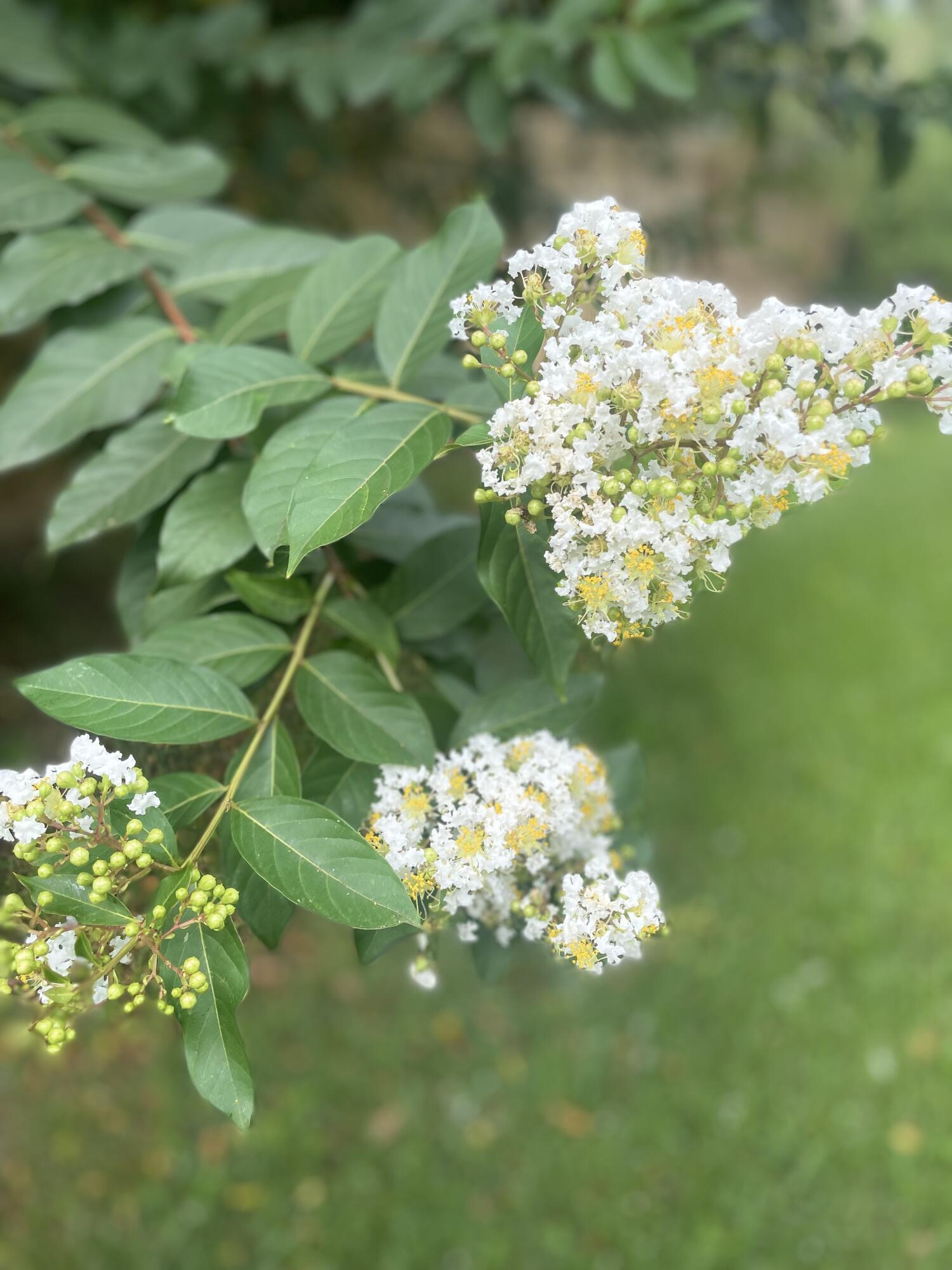 PINEGLADES - Residential