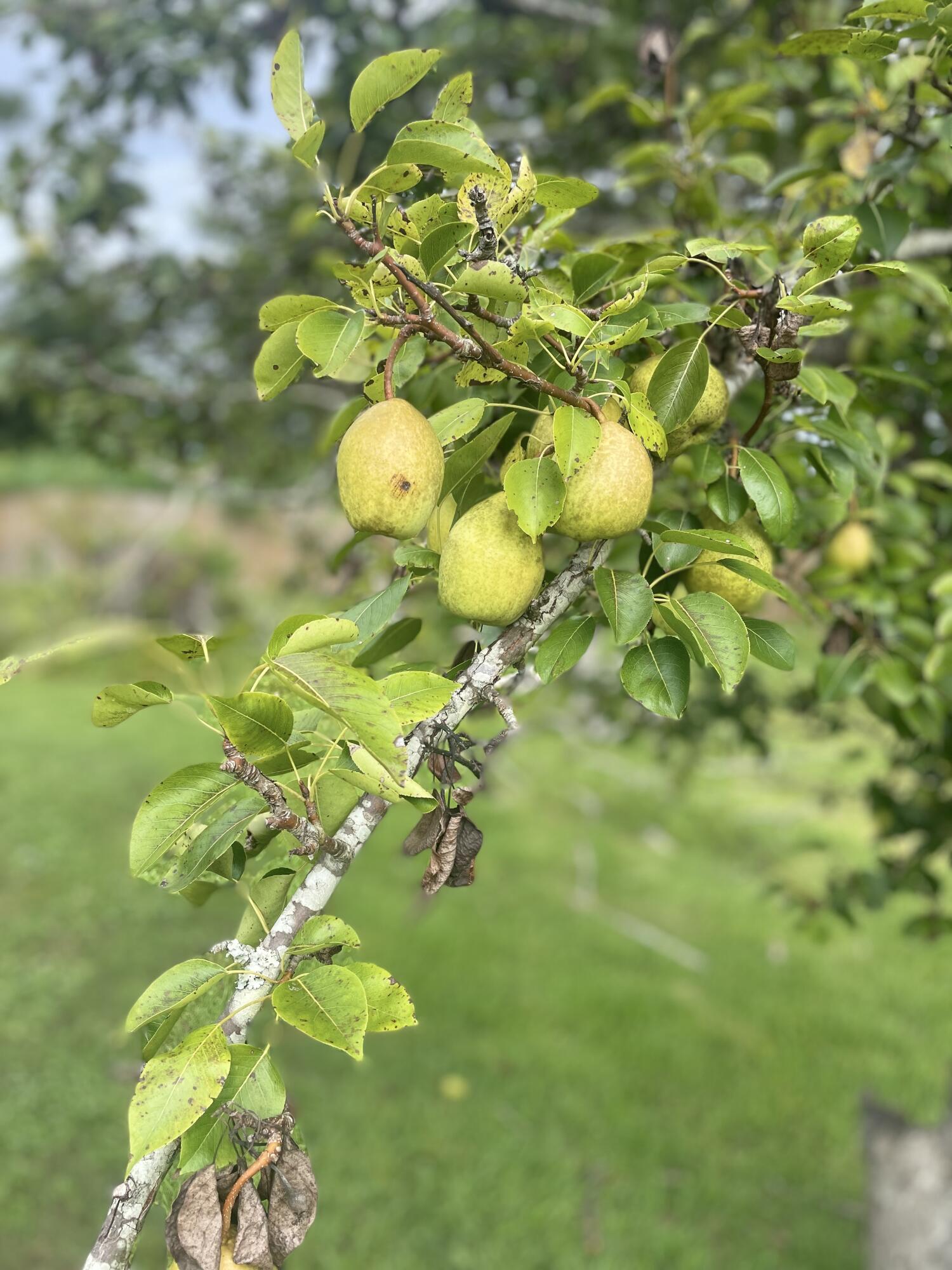 PINEGLADES - Residential