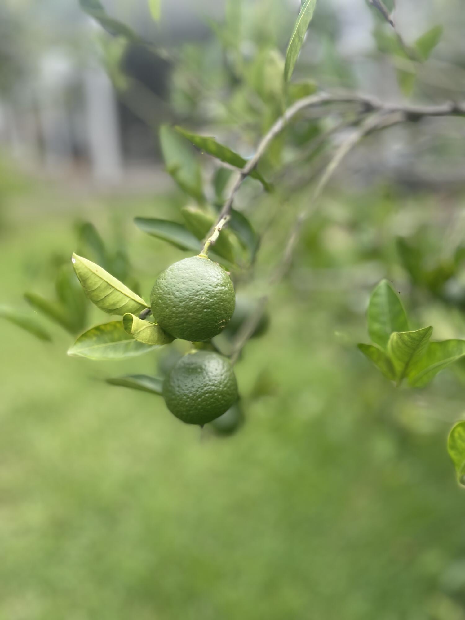 PINEGLADES - Residential