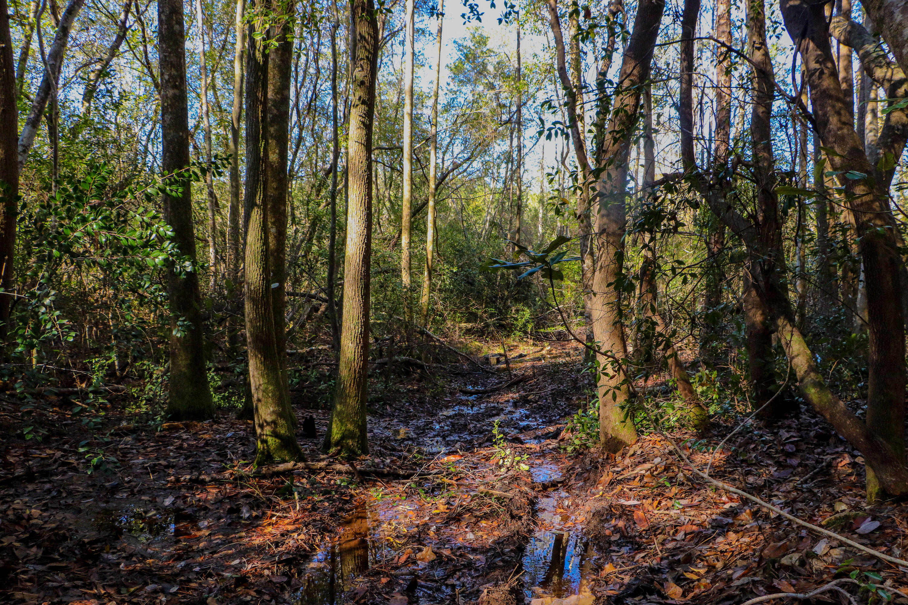 Kennedy Lakes - Land
