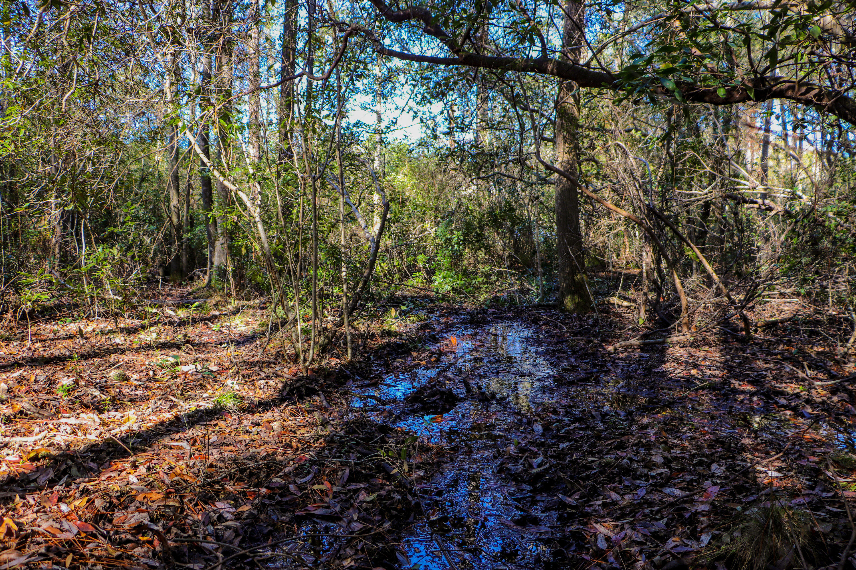 Kennedy Lakes - Land