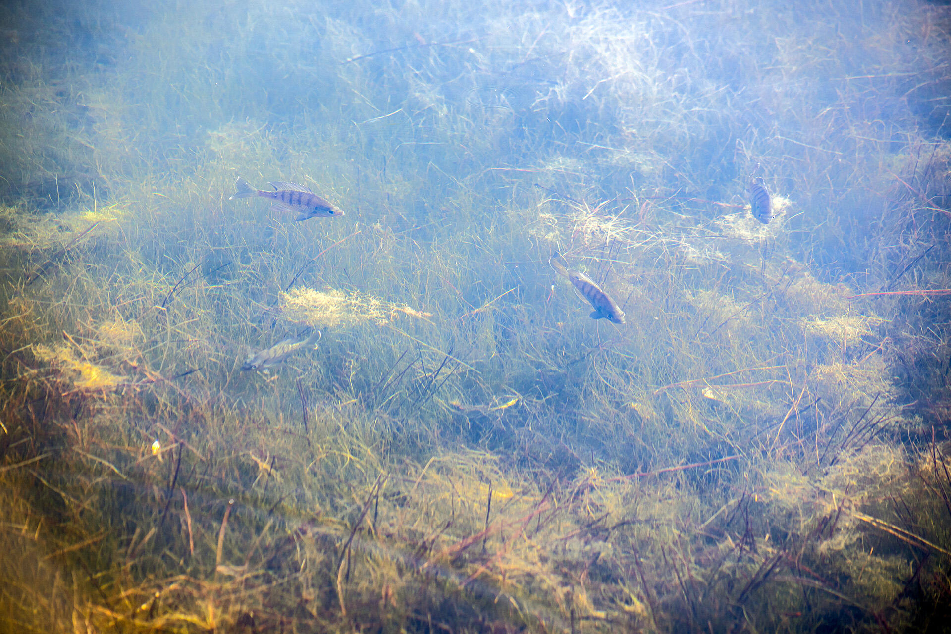 HIDDEN LAKES - Residential