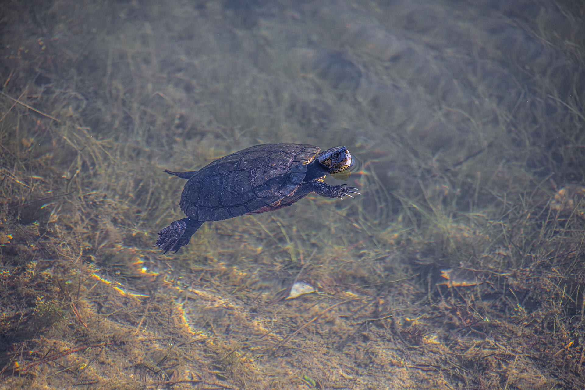 HIDDEN LAKES - Residential