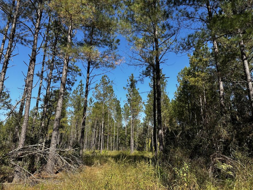 28+/- Acres of Beautiful Prime land!  Bring your hunting gear! Zoned agricultural with no HOA or restrictions.