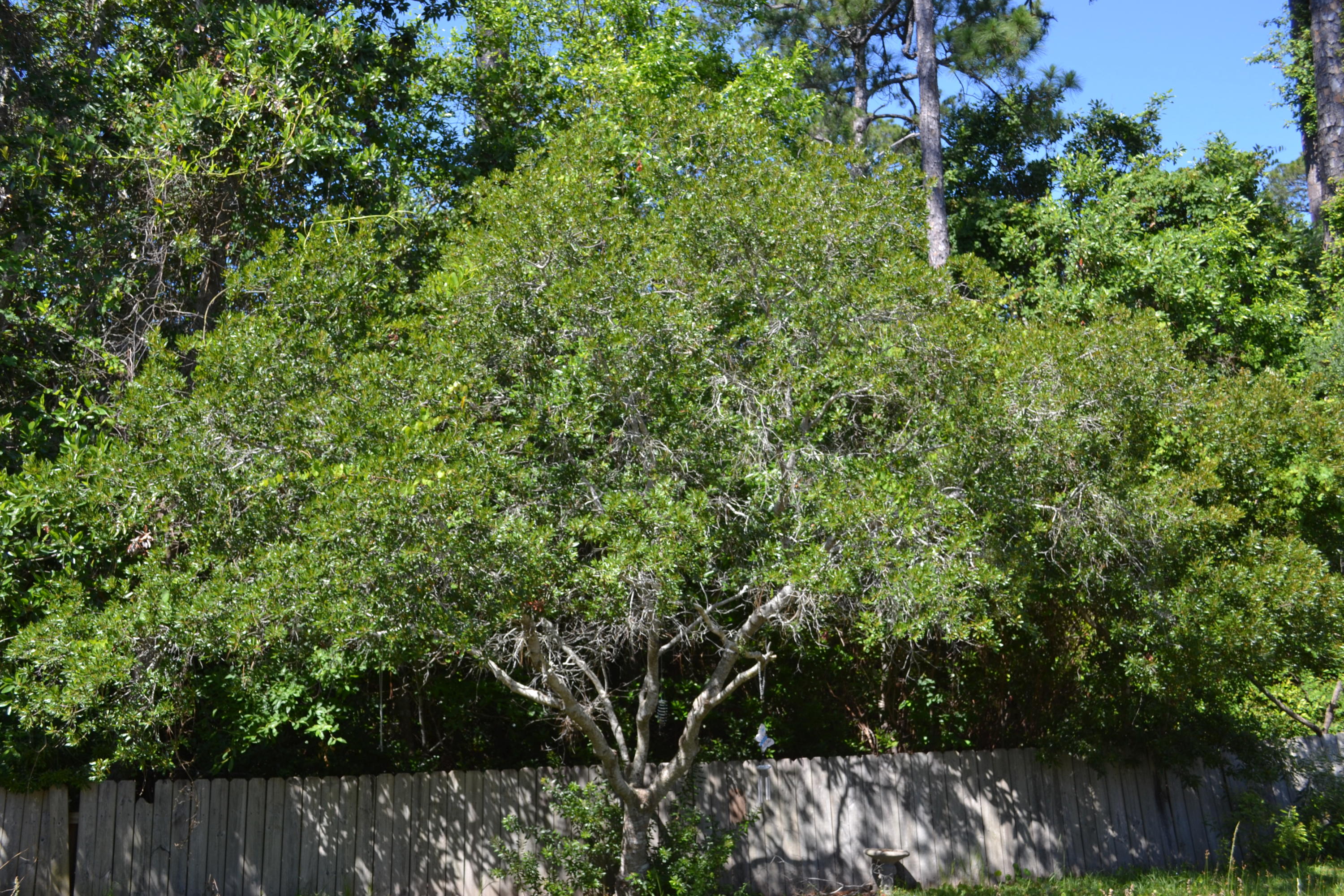 WATERFORD ESTATES S/D - Residential