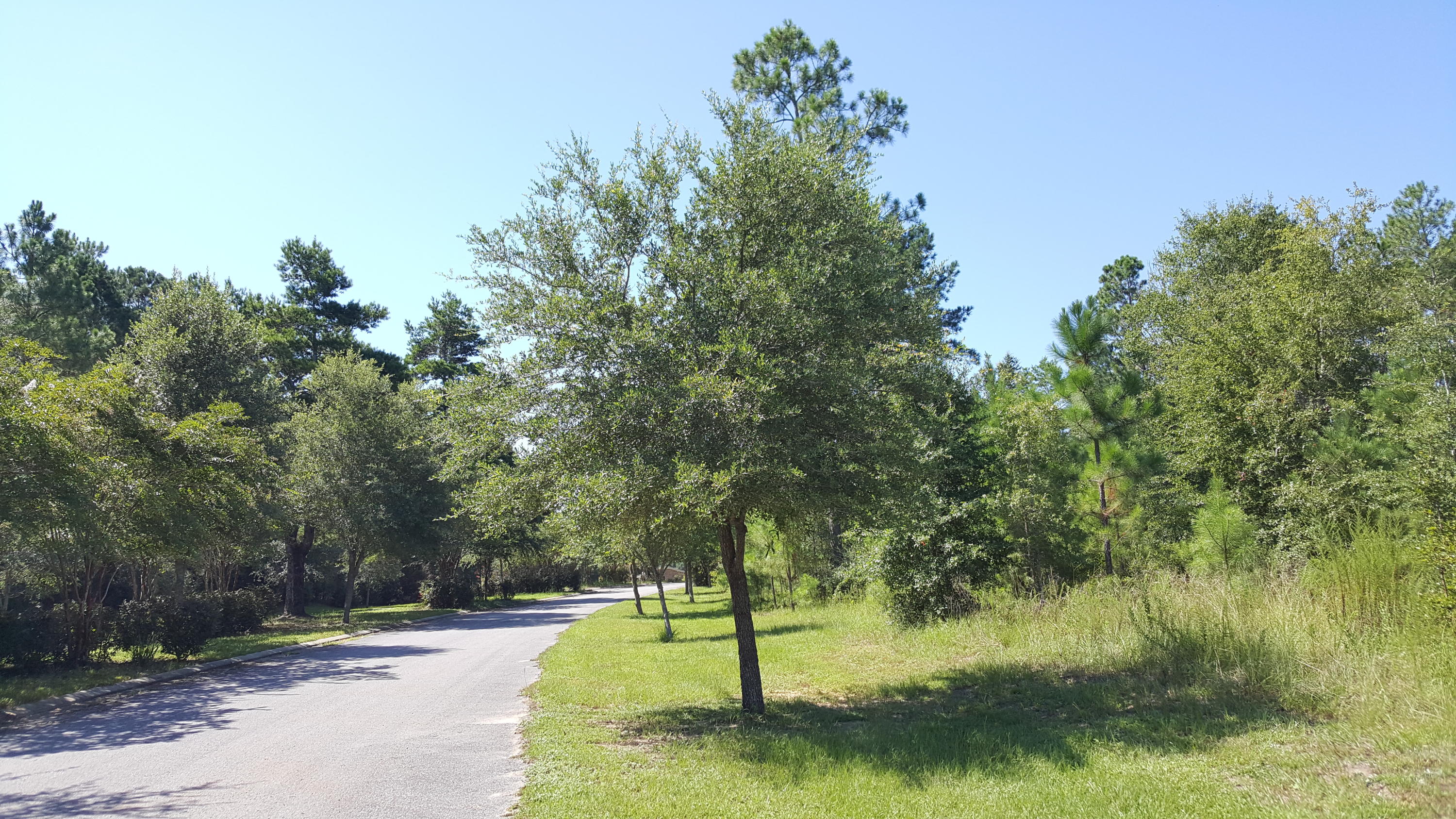 MAJESTIC OAKS VINEYARD - Land