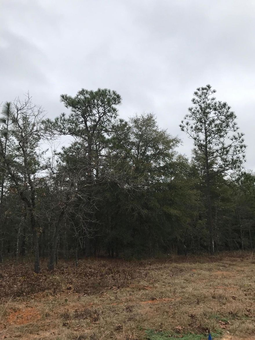 Priced to SELL!!!! Check out this level quarter acre lot that is ready for you to build or place your manufactured home on. This location is conveniently to I-10 & 285, which makes it convenient to DeFuniak Springs, Crestview & Niceville. Seller has multiple lots available, call today to find out how to bundle and buy more for LESS!