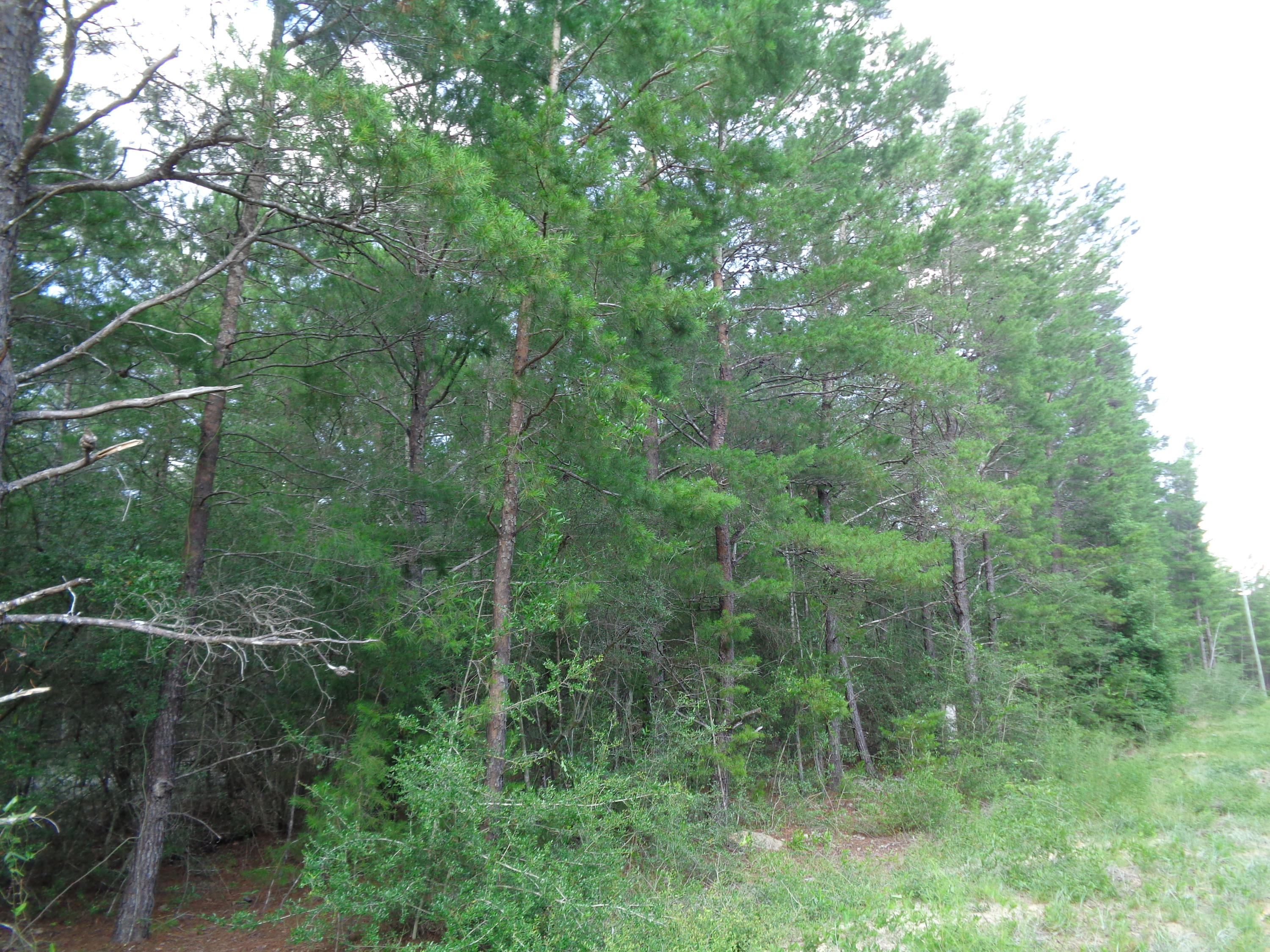 OAKWOOD HILLS UNIT IV - Land