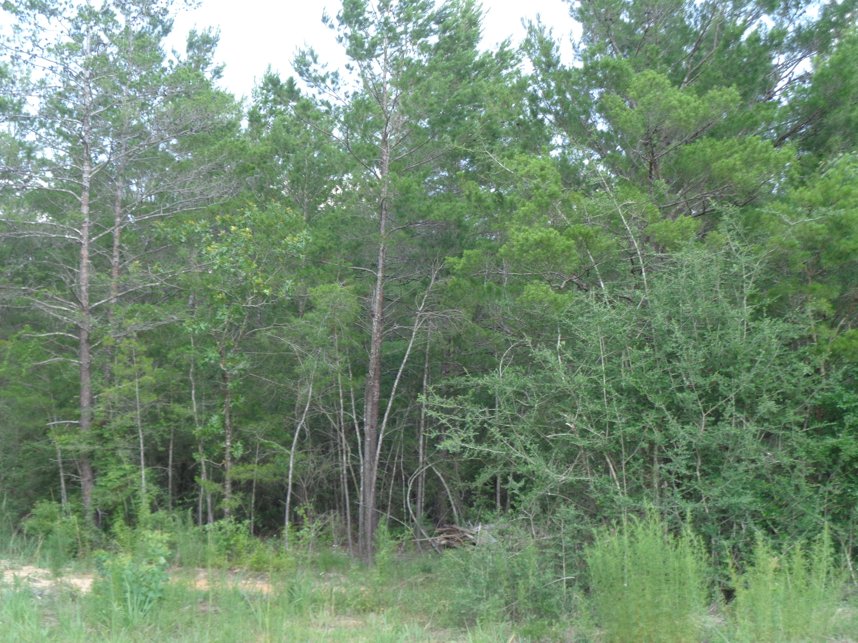 OAKWOOD HILLS UNIT IV - Land