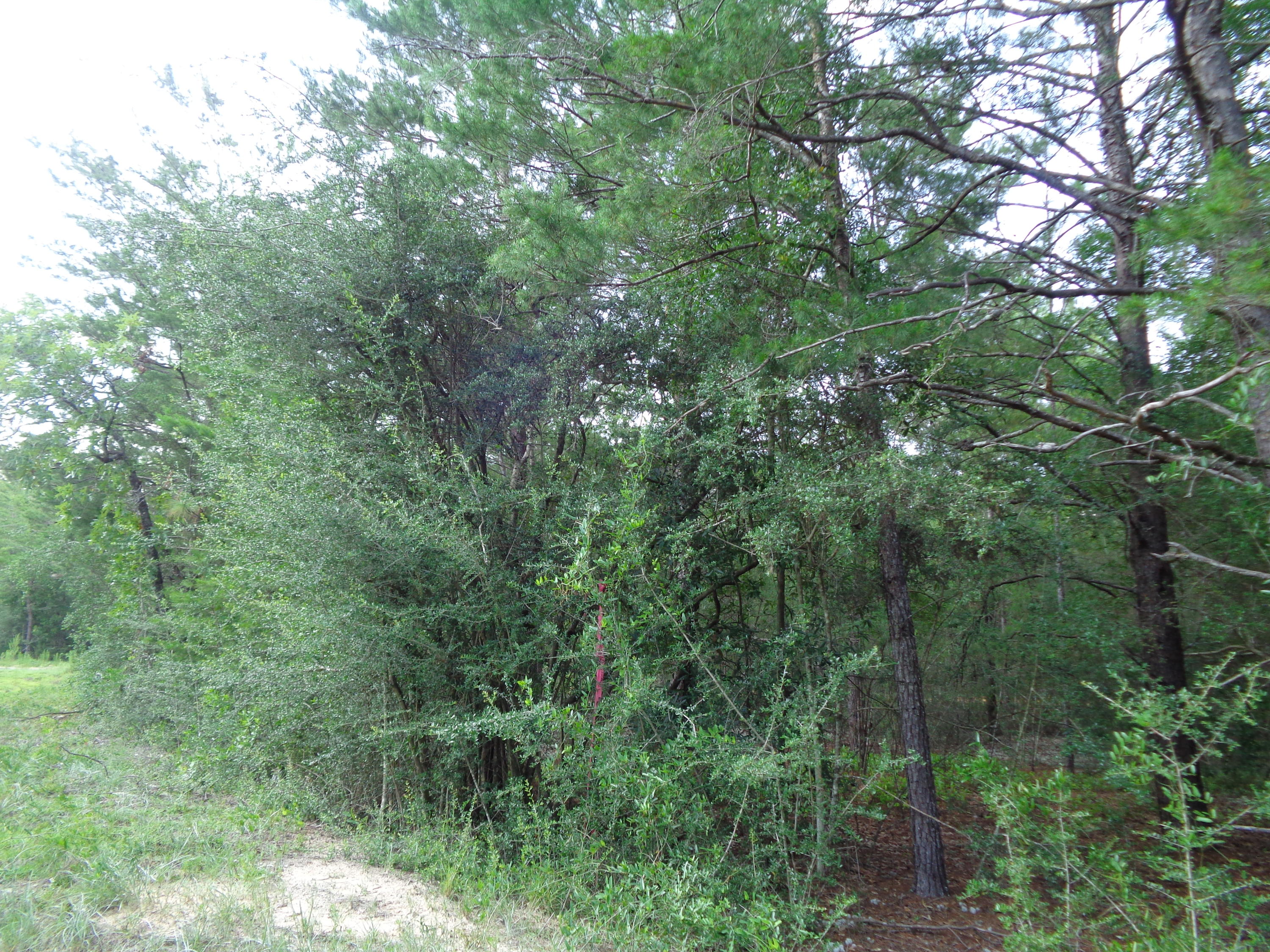 OAKWOOD HILLS UNIT IV - Land