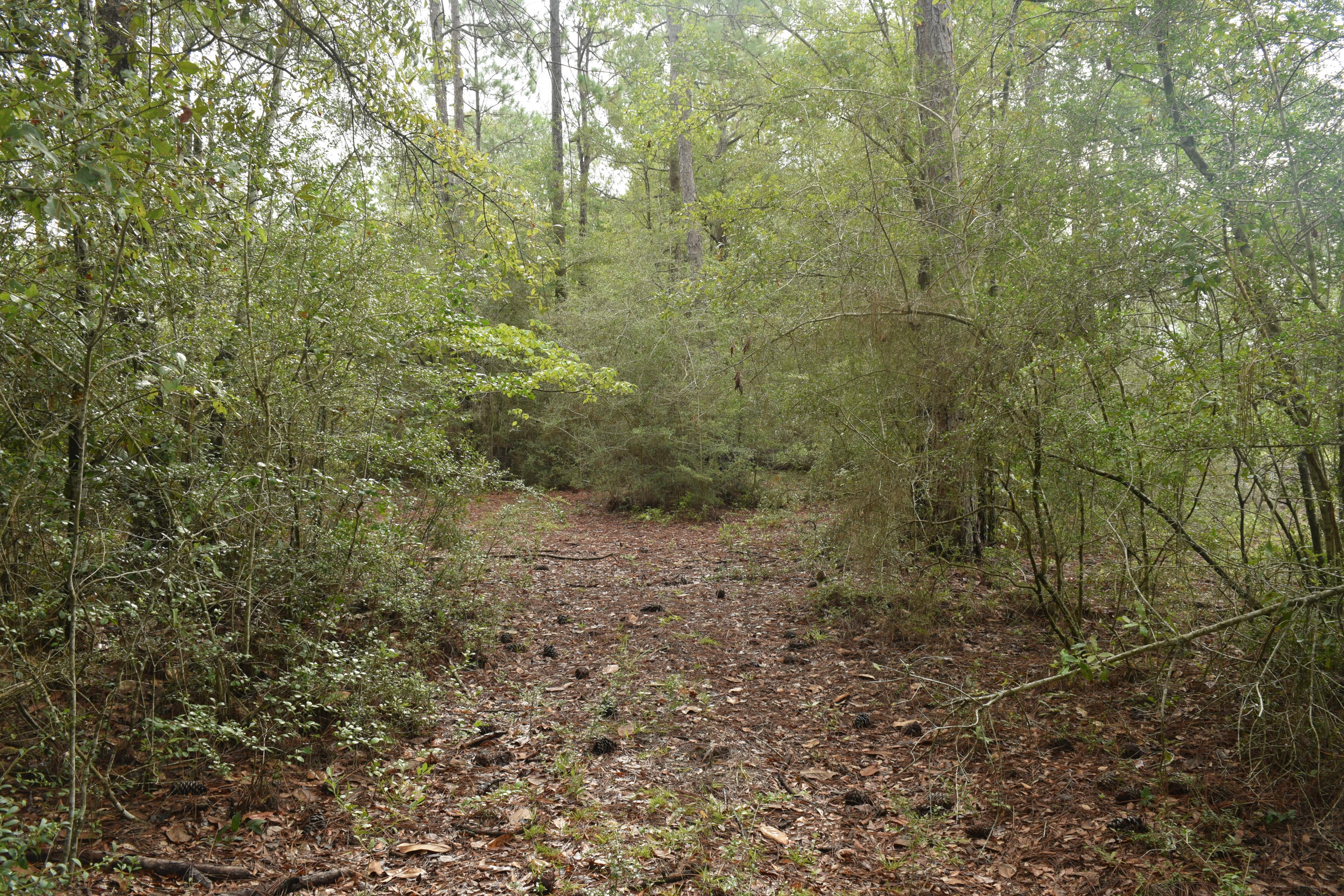 HOLBROOK HILLS - Land