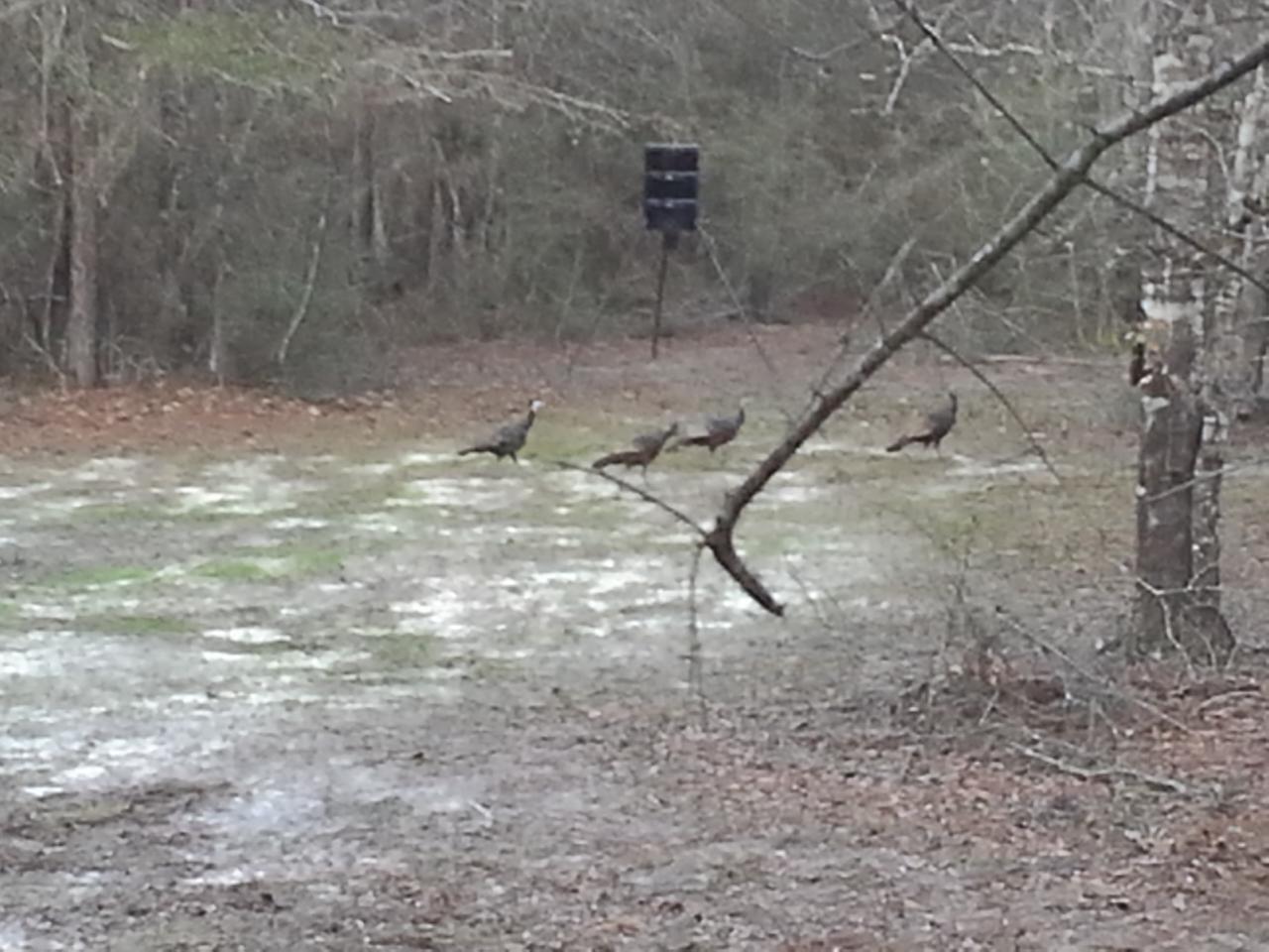 HOLBROOK HILLS - Land