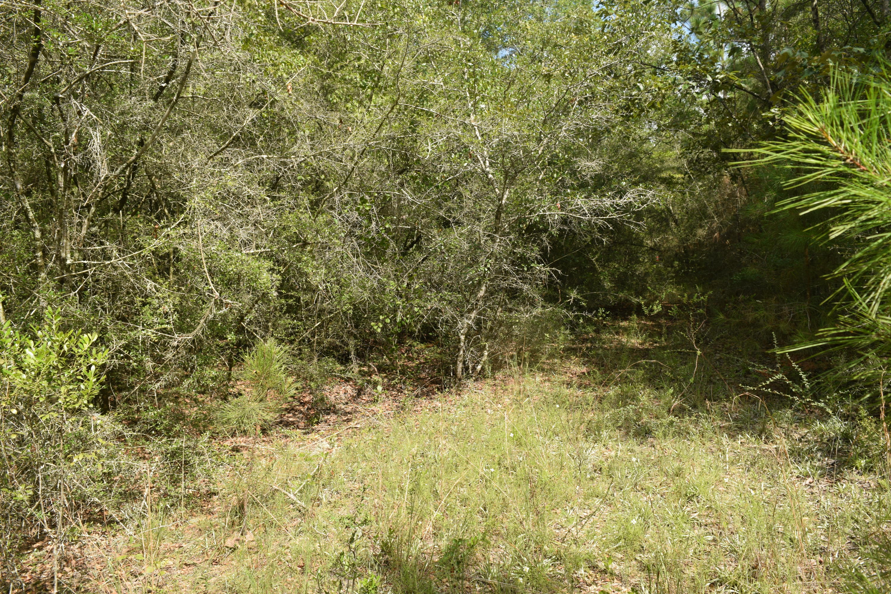 HOLBROOK HILLS - Land