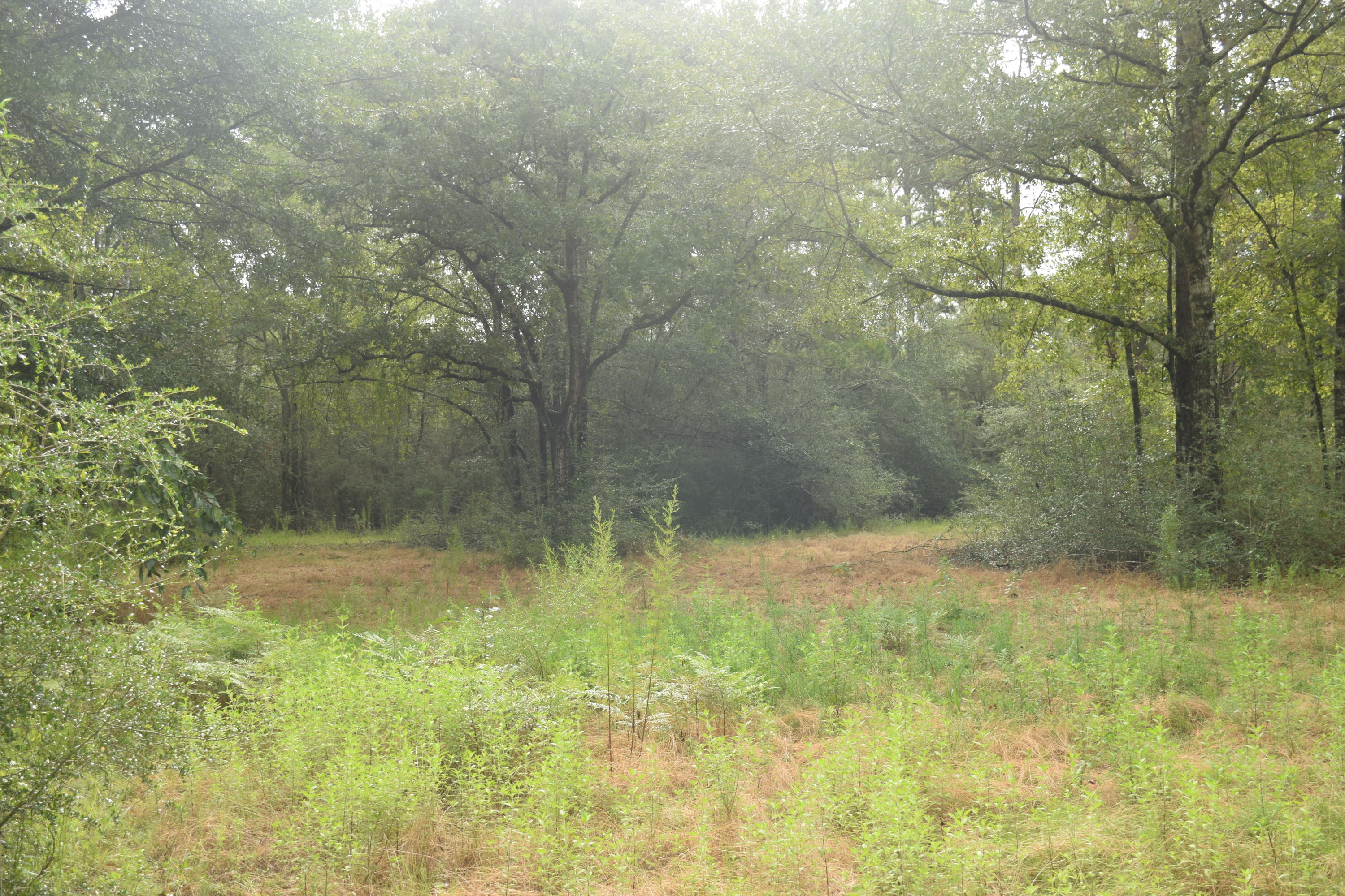 HOLBROOK HILLS - Land