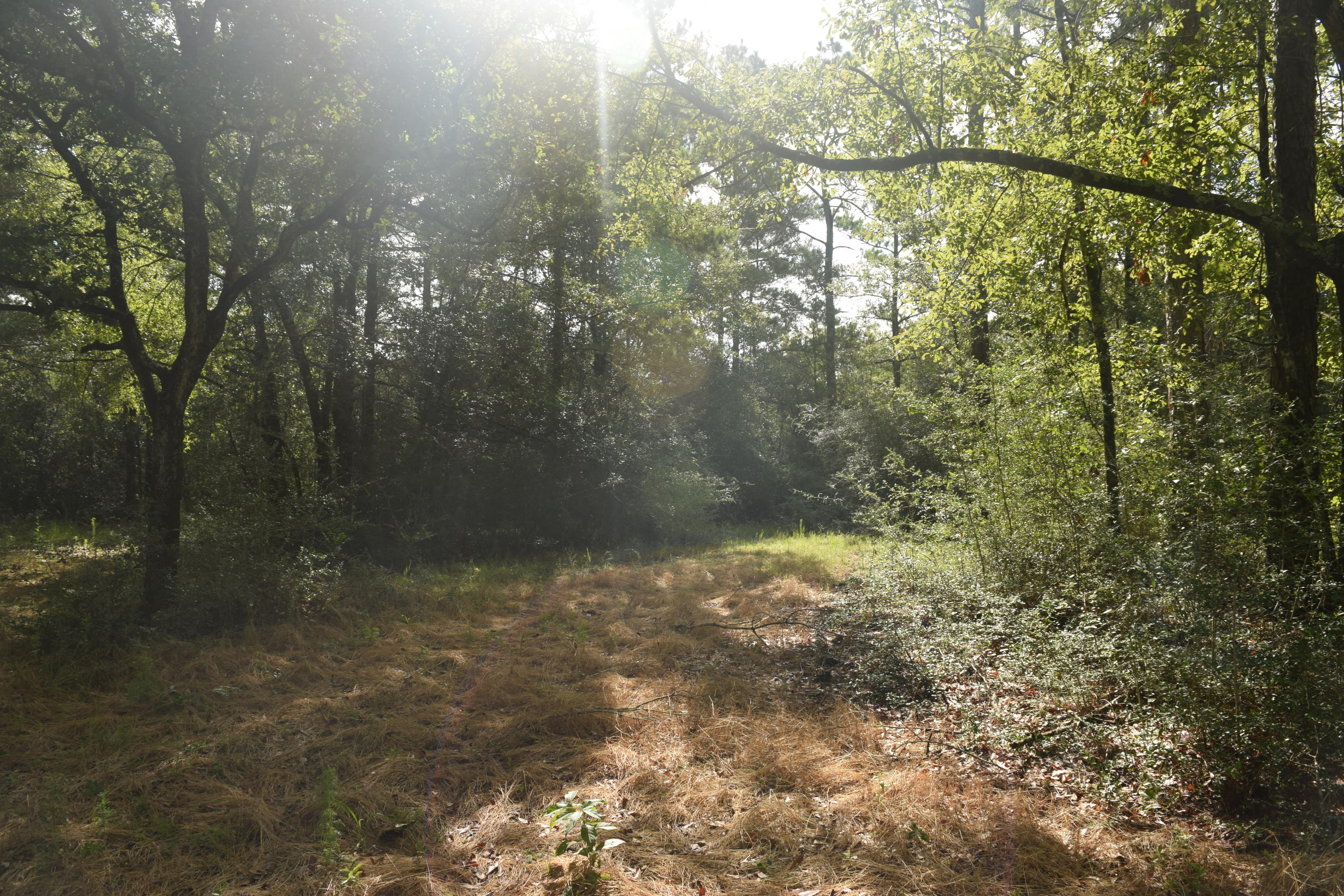 HOLBROOK HILLS - Land