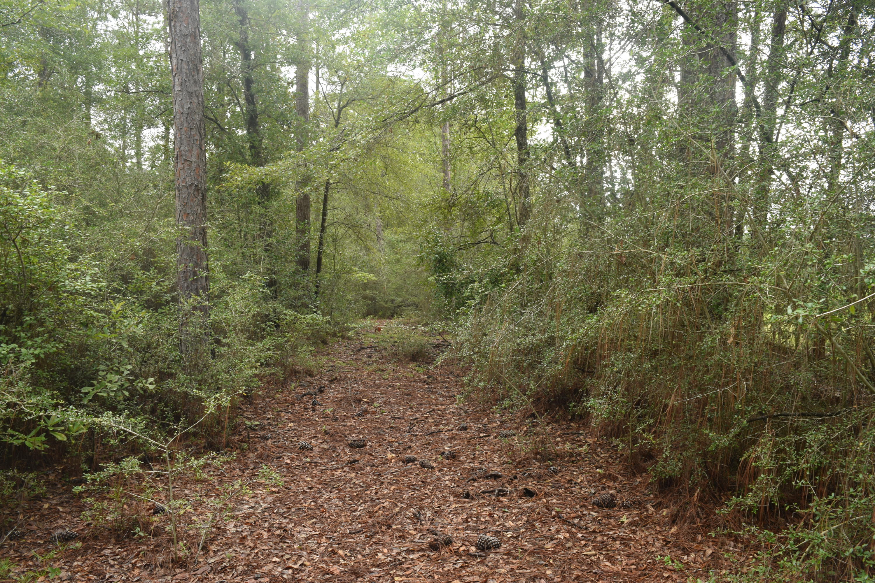 HOLBROOK HILLS - Land