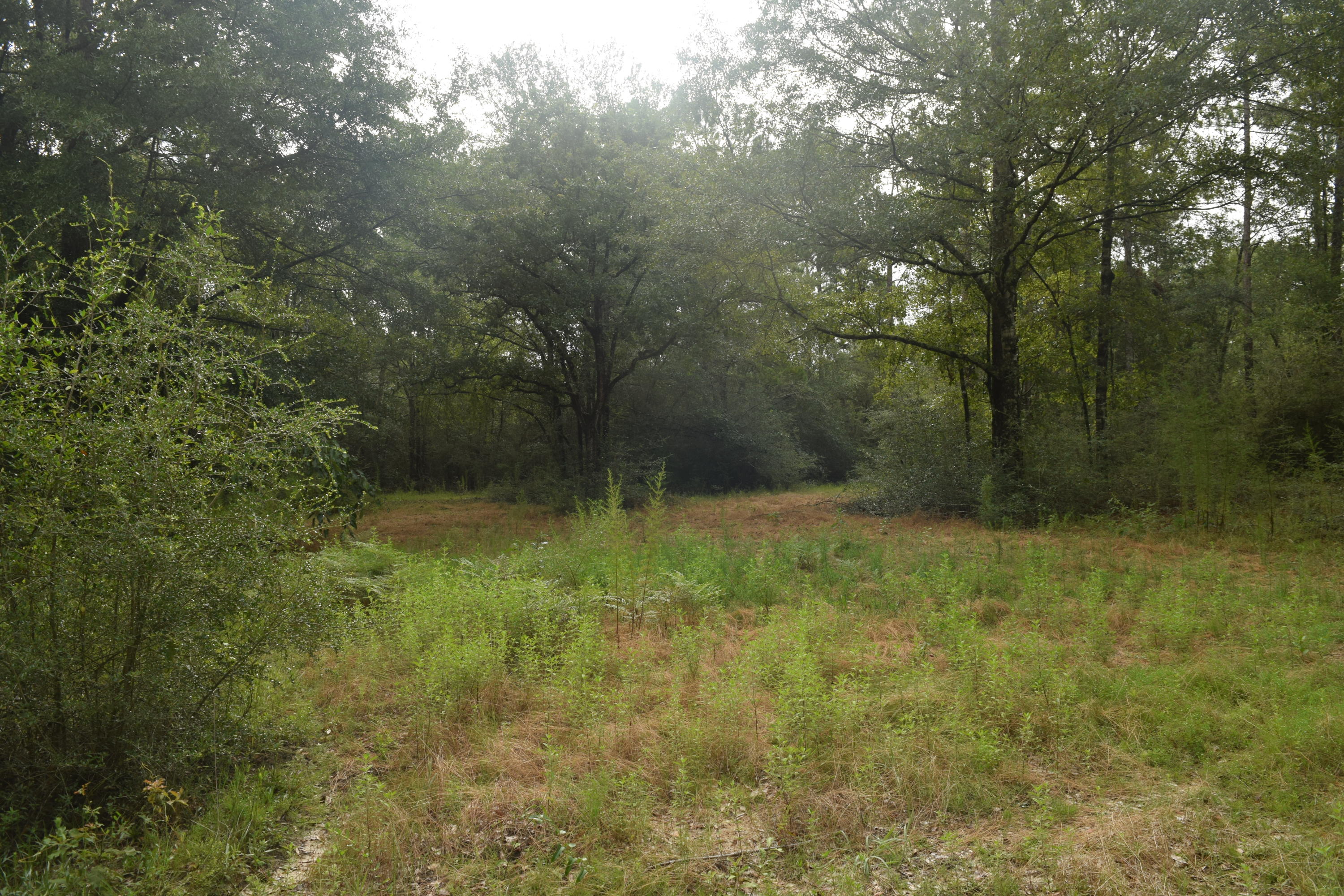 HOLBROOK HILLS - Land