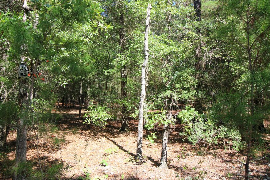 Lots of trees -- your place in the country.